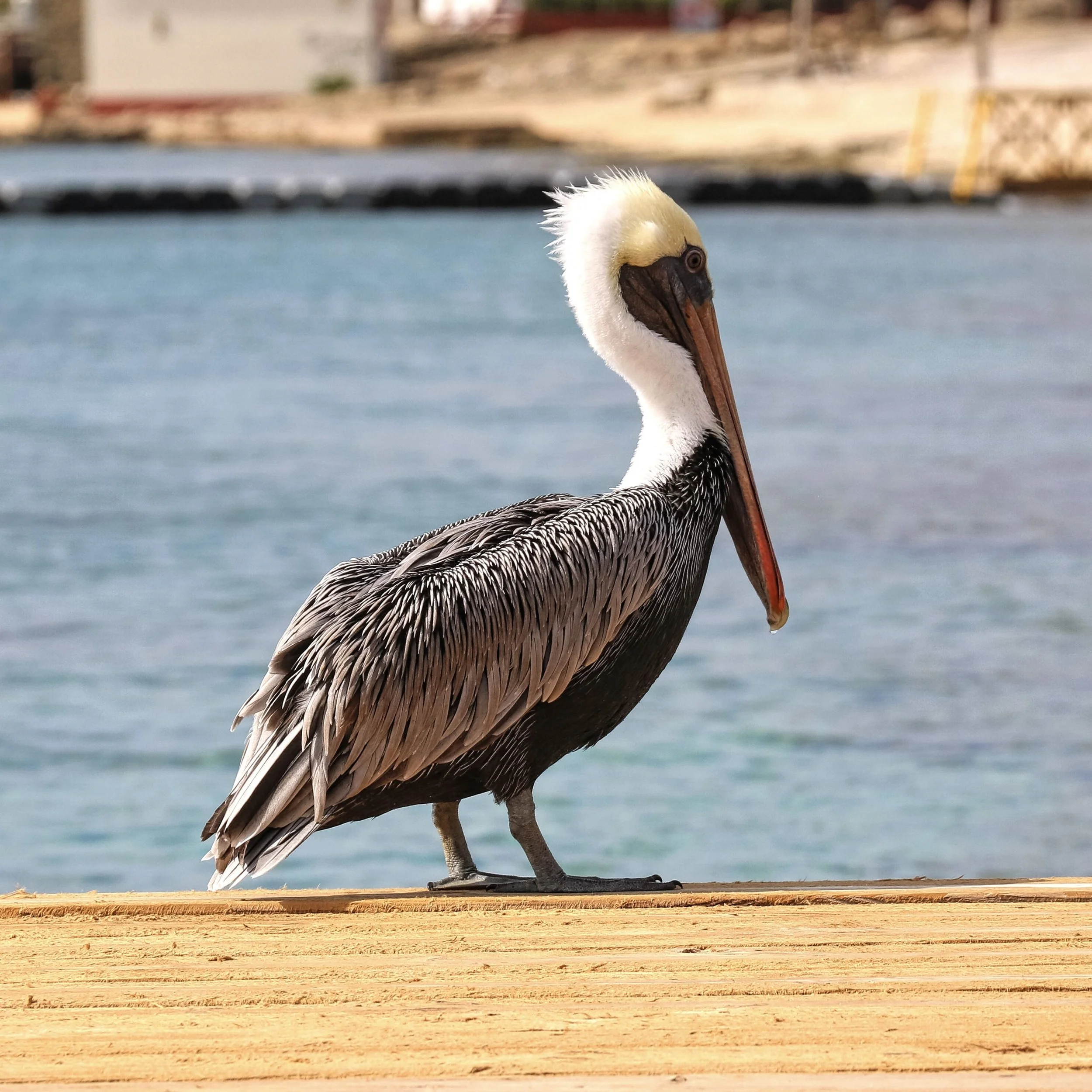 Pelican bonaire