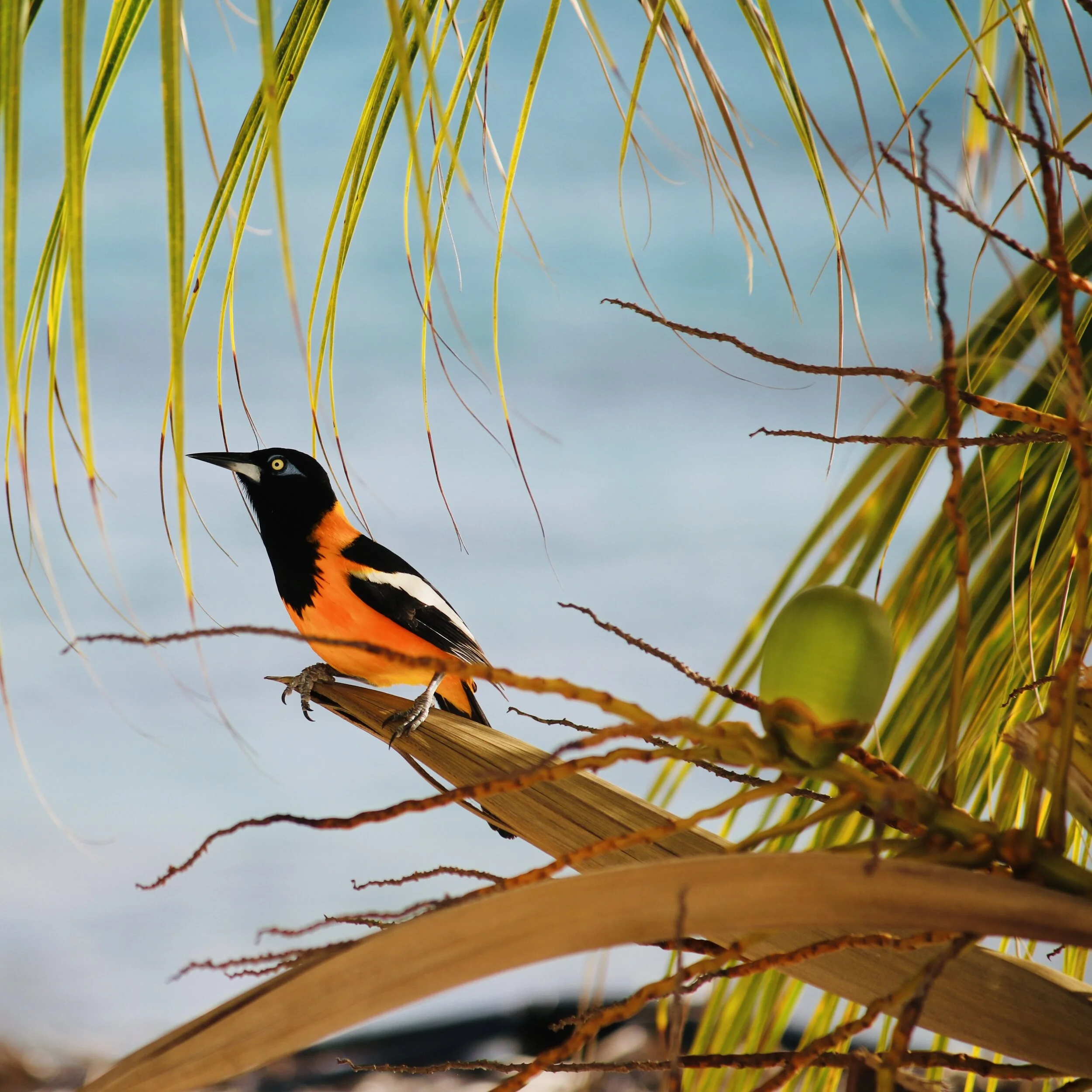 Birds on Bonaire