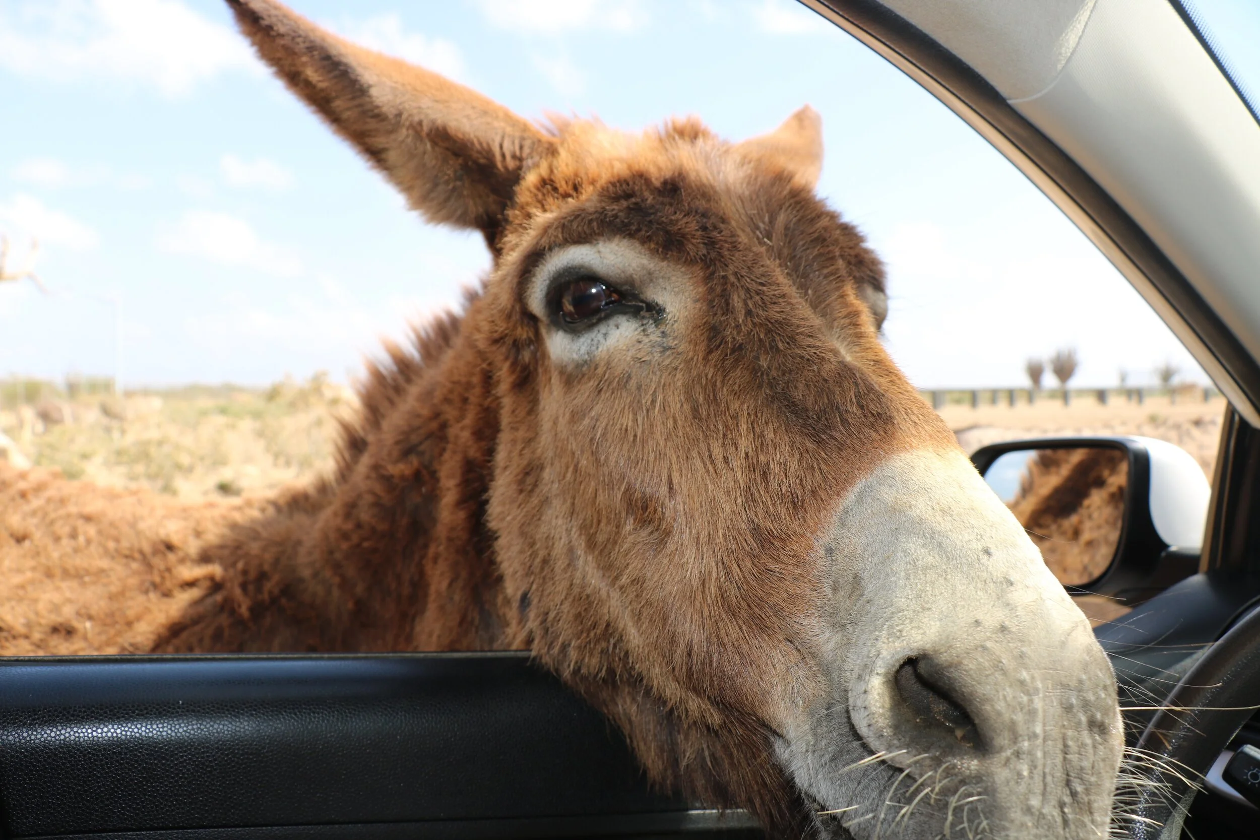 Donkey on Bonaire