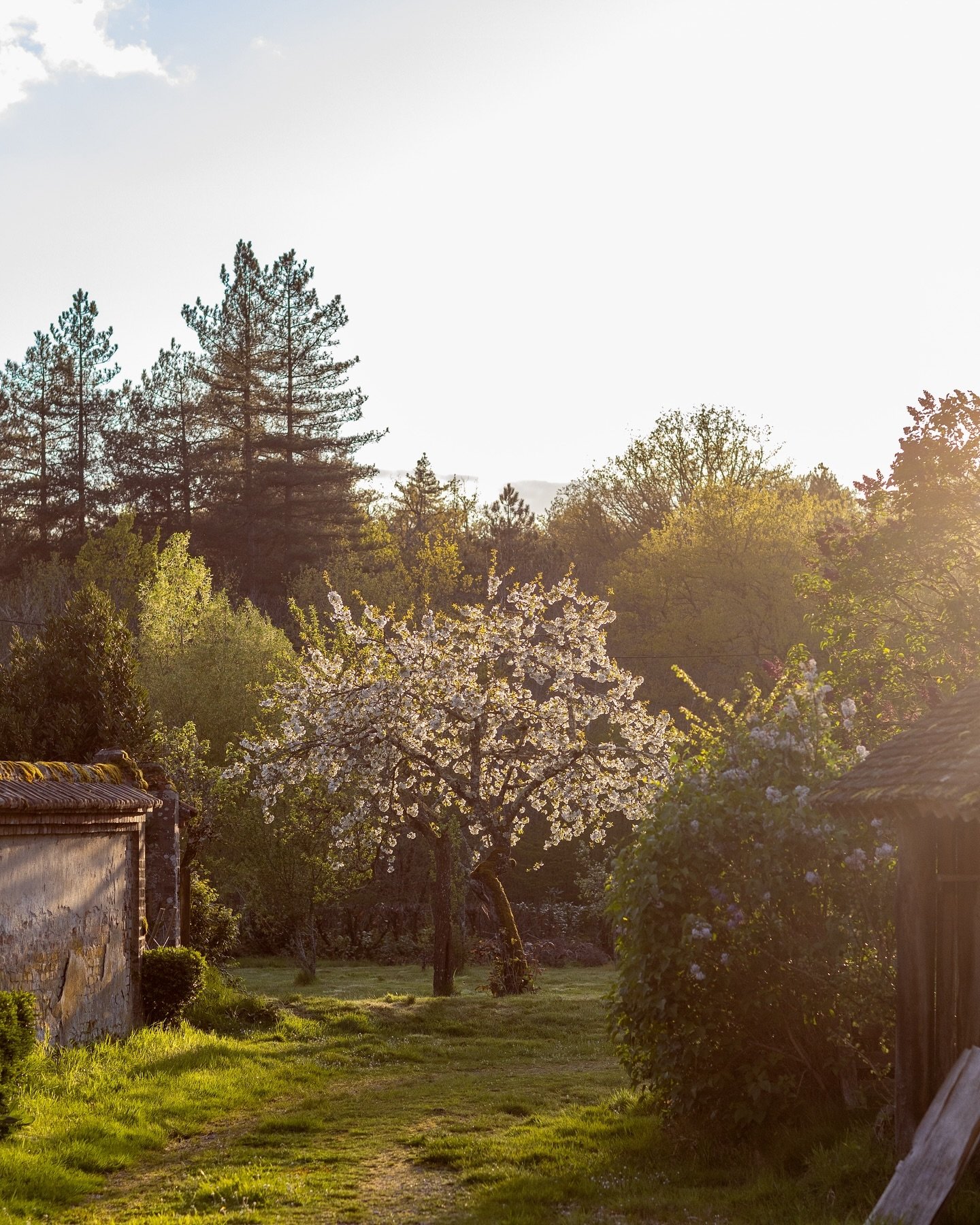 Ramages blancs du verger &agrave; l&rsquo;heure dor&eacute;e.

&copy; Studio Province / @eleonorewallet 

#artdevivrealafrancaise&nbsp;#artdevivrealacampagne&nbsp;#campagnefrancaise&nbsp;&nbsp;#campagnedecoration&nbsp;#porcelaine  #pommier #printemps