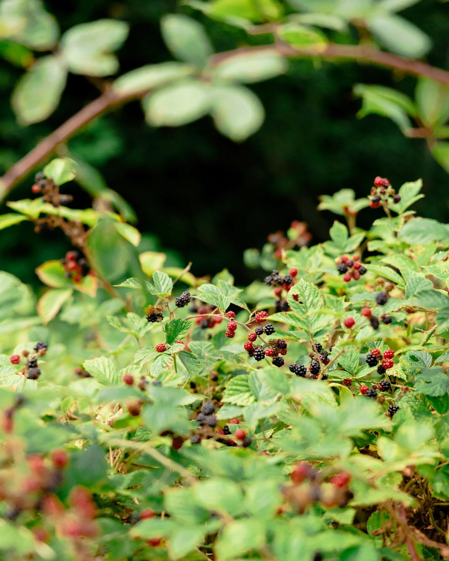 Les haies grondent de la chaleur du jour et cro&ucirc;lent sous les baies parvenues.

Parc du Ch&acirc;teau de Rambouillet 

&copy; El&eacute;onore Wallet 

@chateaurambouillet