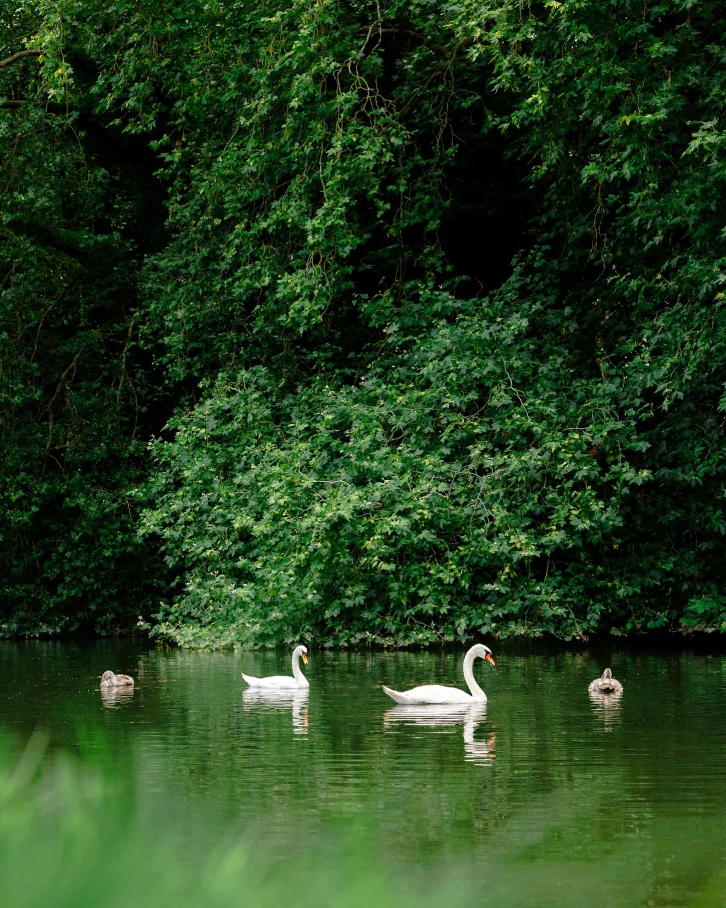 Flottants d&rsquo;ivoire au front vert du d&eacute;cor &eacute;toff&eacute; de l&rsquo;&eacute;tang.

@chateaurambouillet