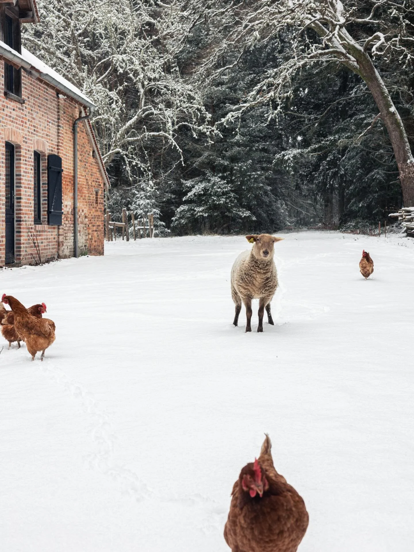Tous les candides au bois des neiges.

📸 El&eacute;onore Wallet @eleonorewallet