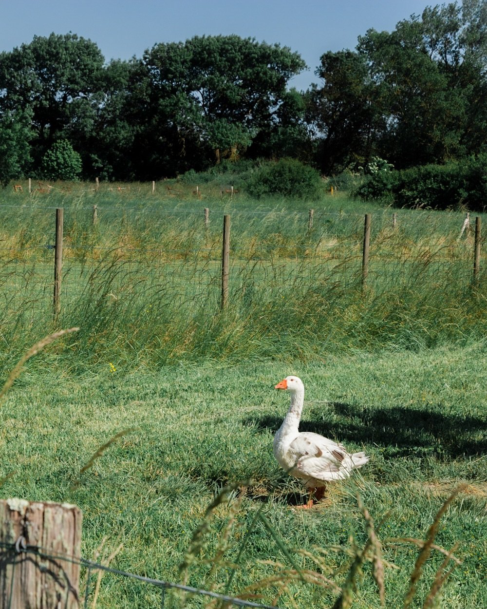 Romanesque h&ocirc;tesse des pr&eacute;s, pas avarde en oeillades soup&ccedil;onneuses.