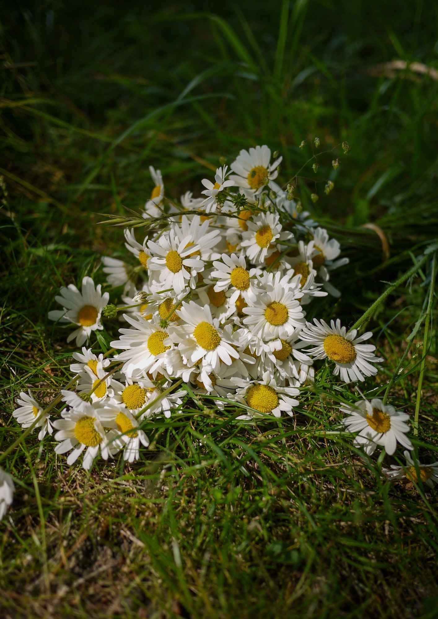 Fleurs françaises pour un mariage champêtre