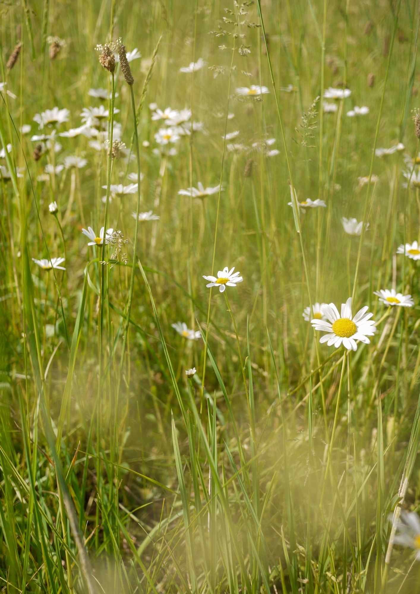 Fleurs françaises pour un mariage champêtre