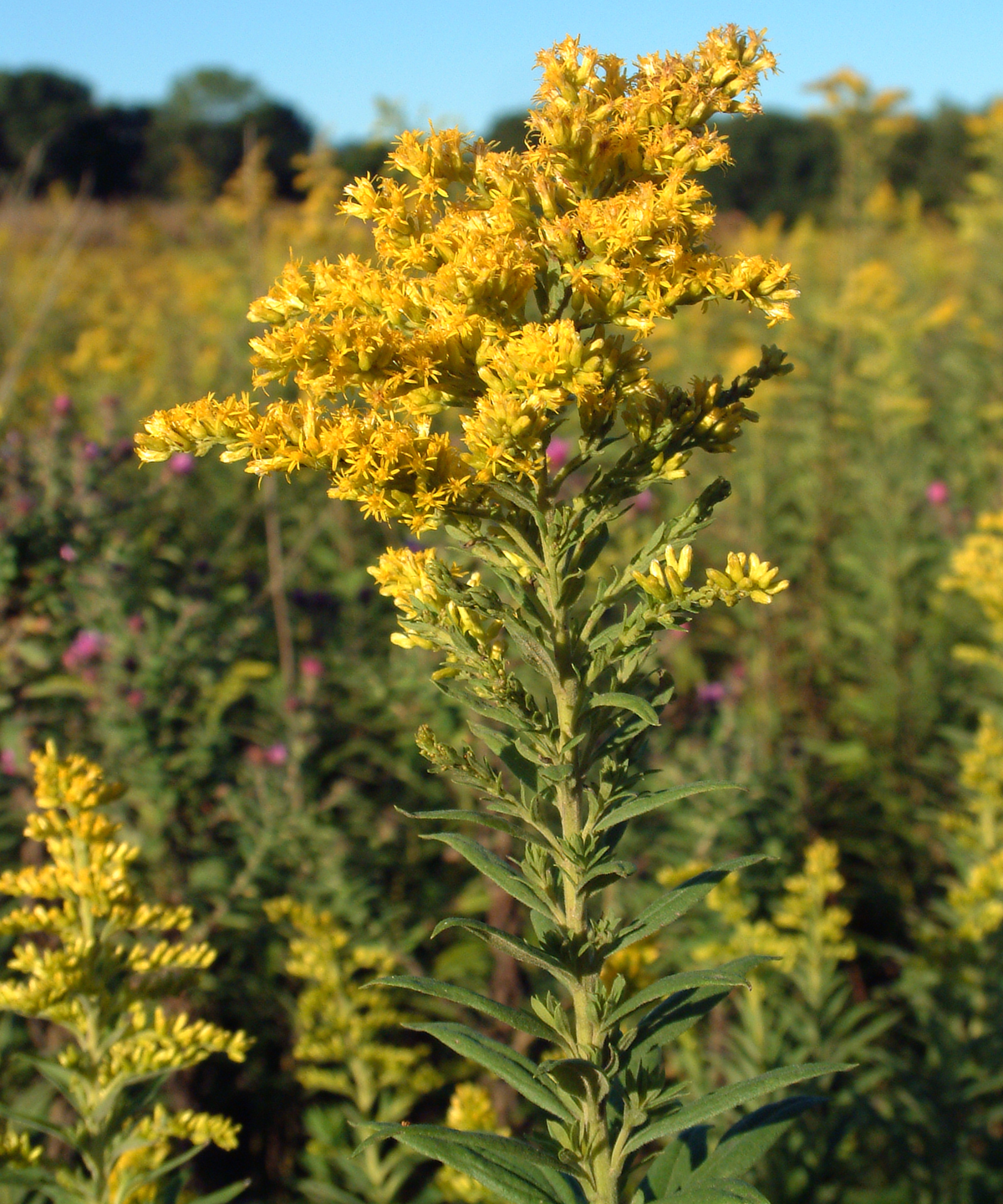 Goldenrods_in_Fountain_County,_Indiana.png