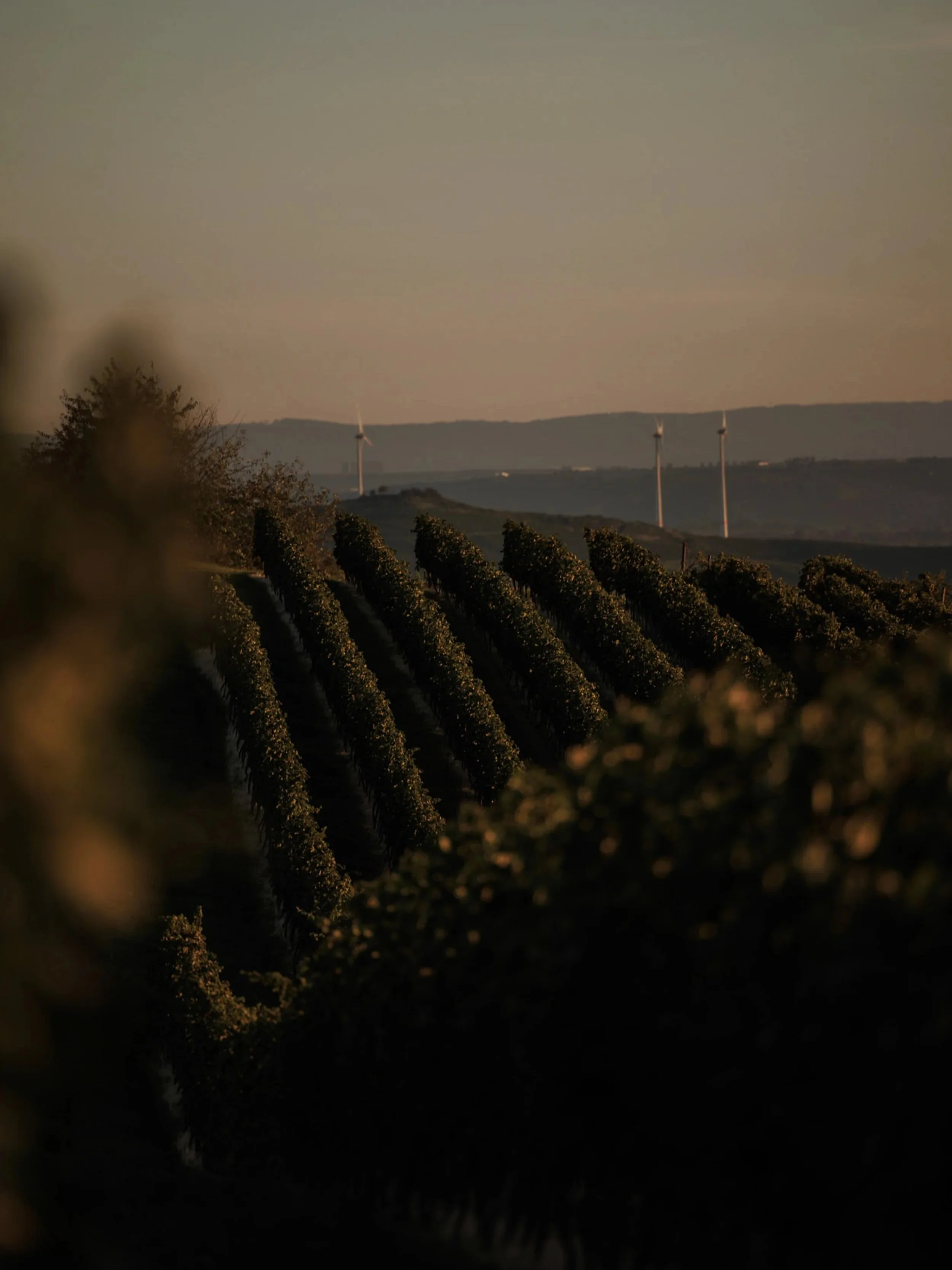 Landschaft mit Weinbergen im Vordergrund und Windkraftanlagen im Hintergrund bei Sonnenuntergang.