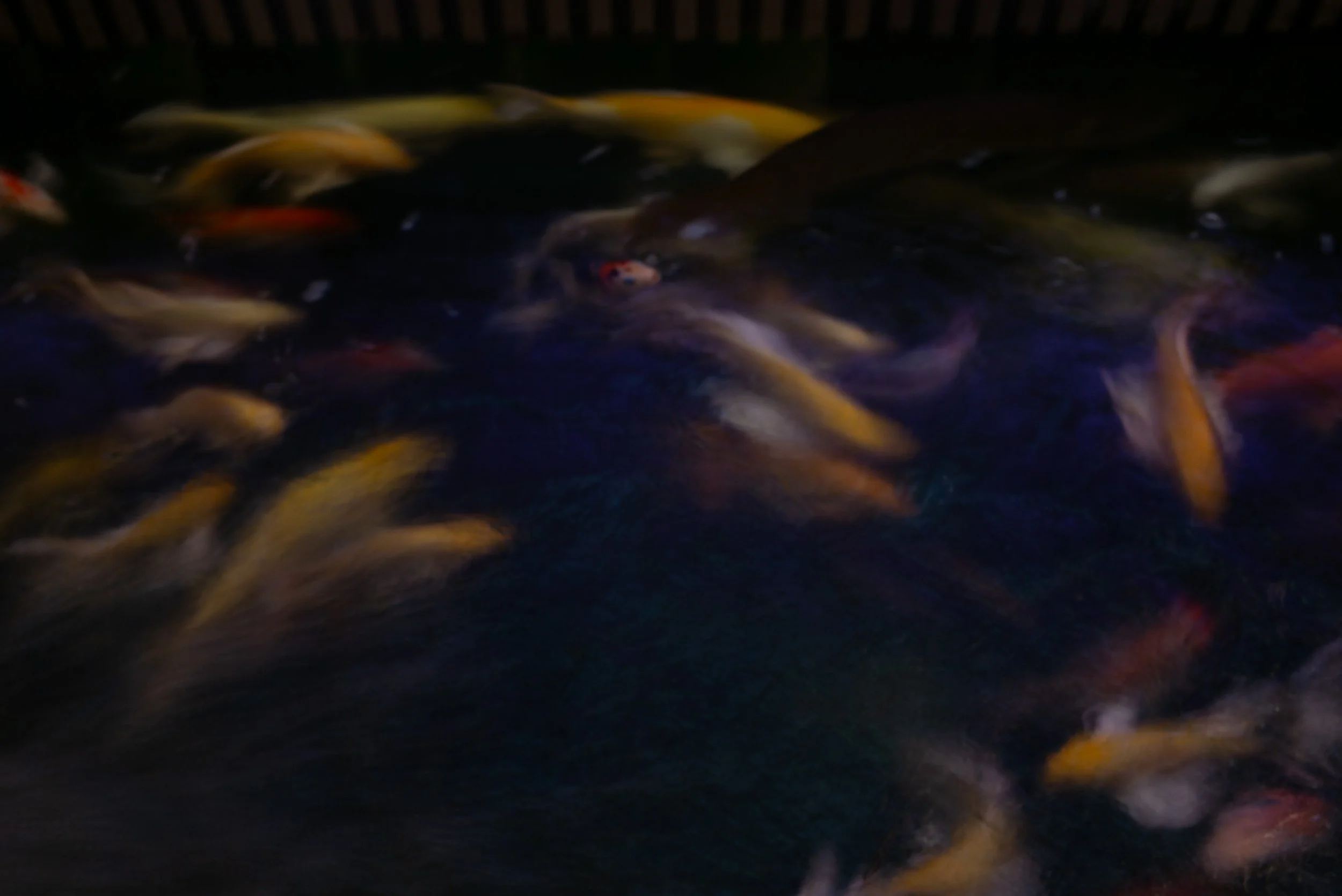 L1007803.jpg