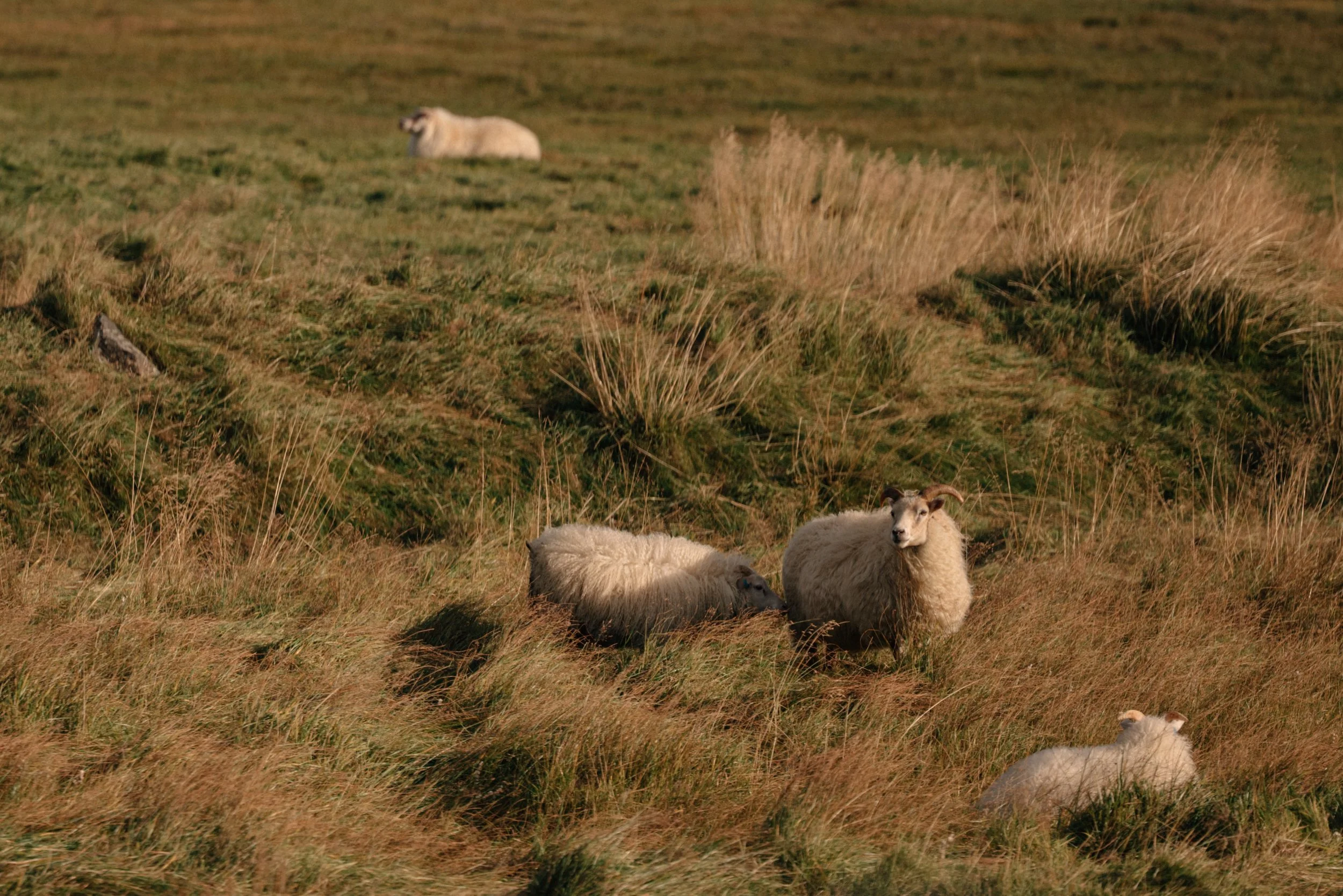Schafe in einer grasbewachsenen Landschaft, einige stehen, andere liegen, bei Sonnenuntergang