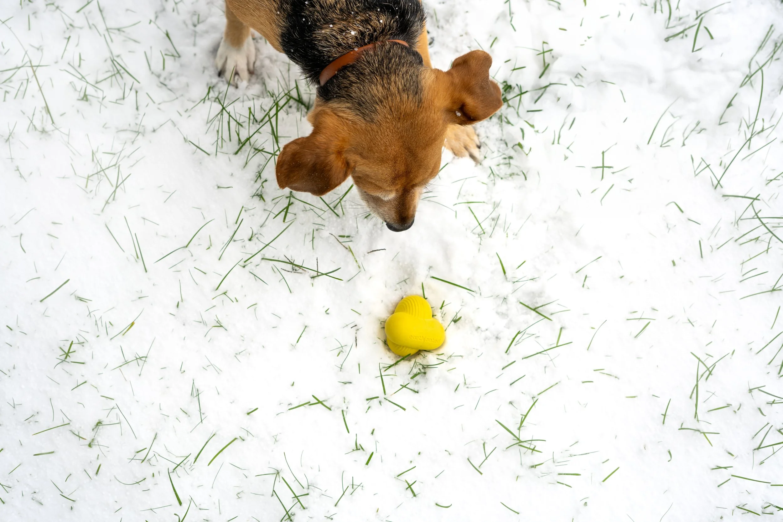 Copy of Peyton-Fetch-Toy-Snow-5.jpg