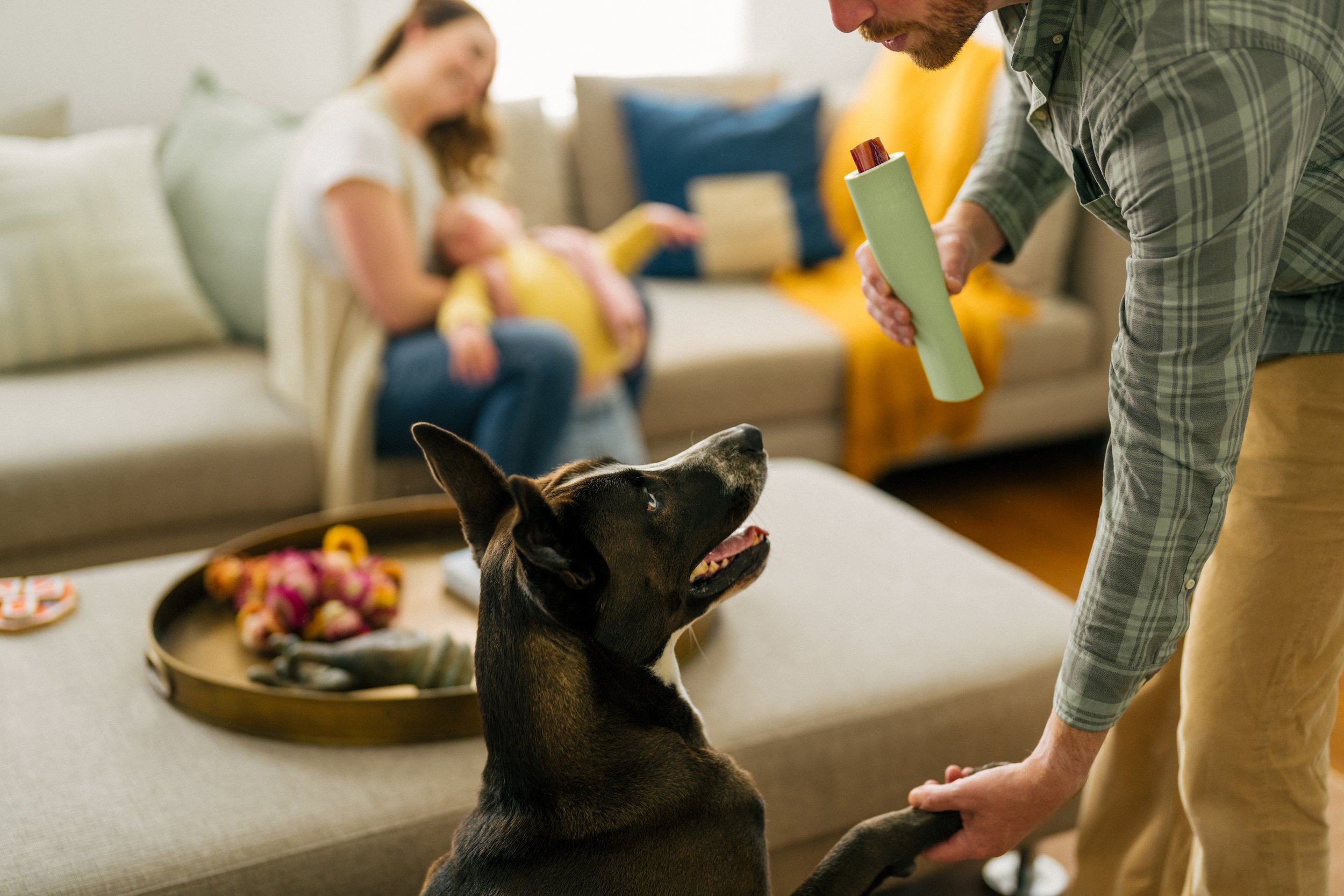 thelabsandco-alpha-0421_Bully Stick.jpg