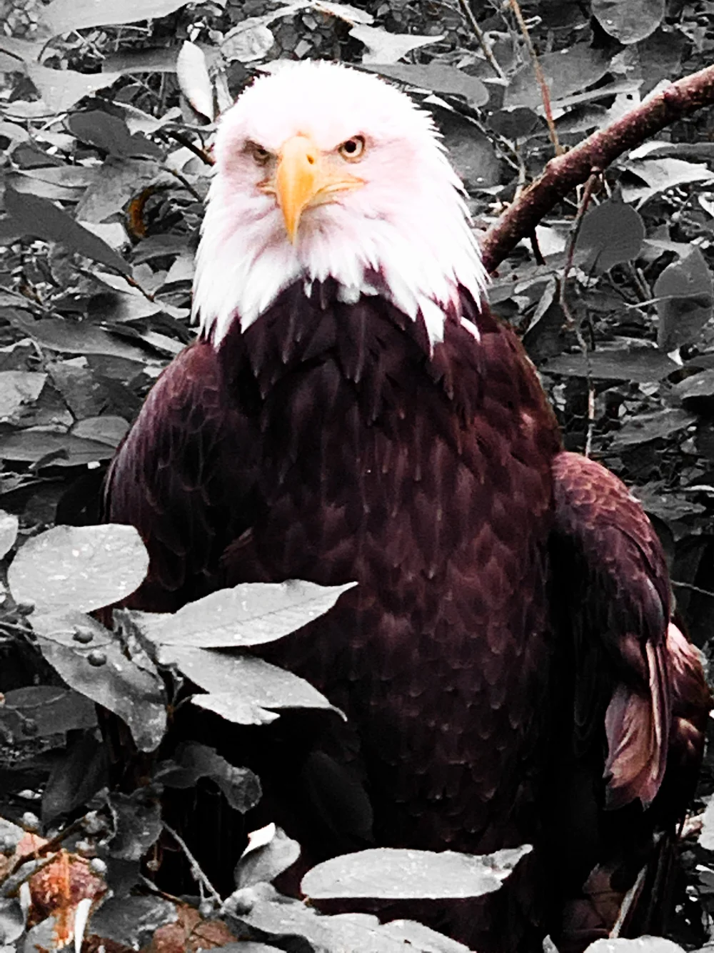 710DF818-F348-4DDB-9ED3-611AD21BEFCC 2.JPEG