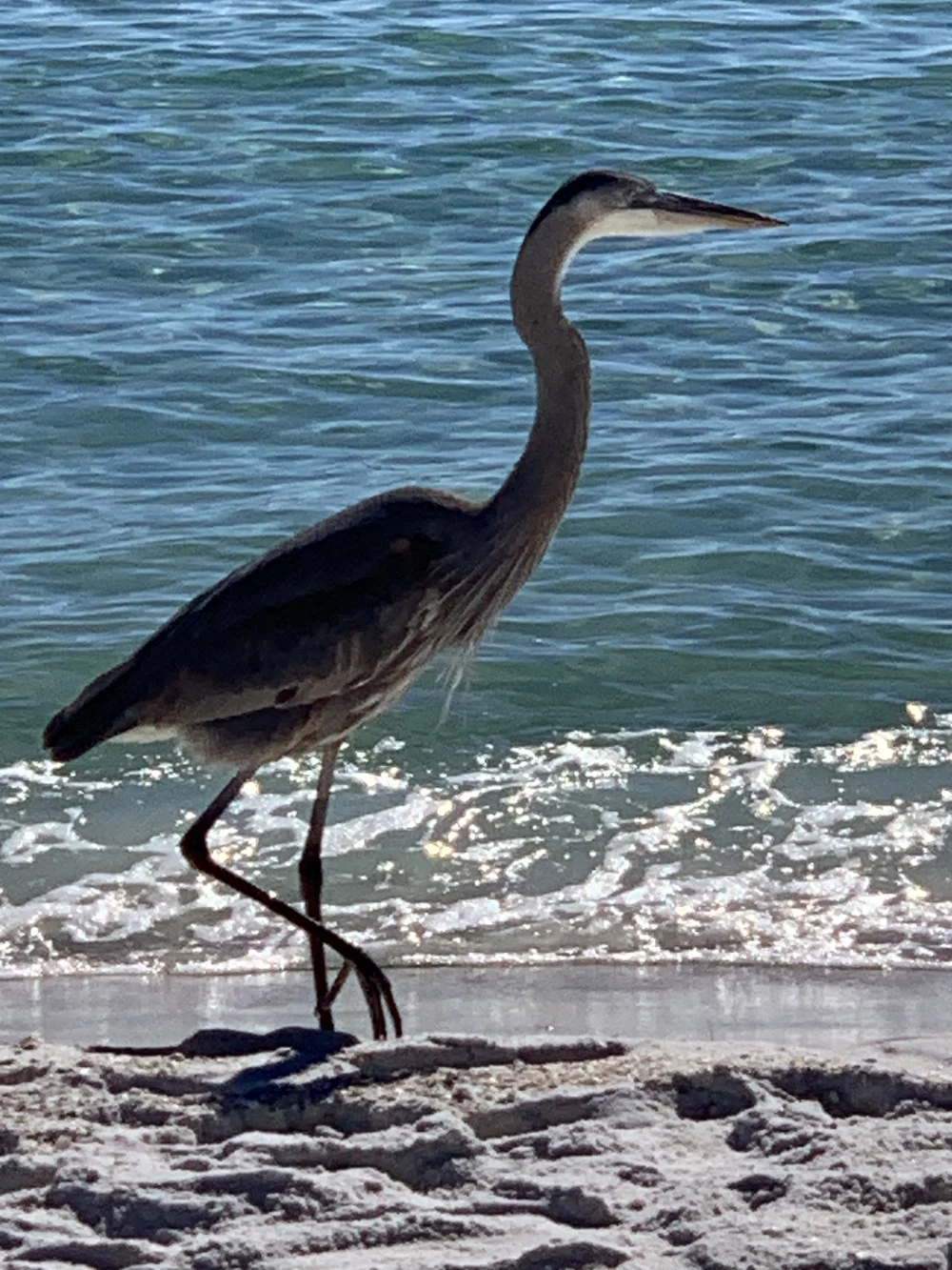 IMG_6585.jpeg