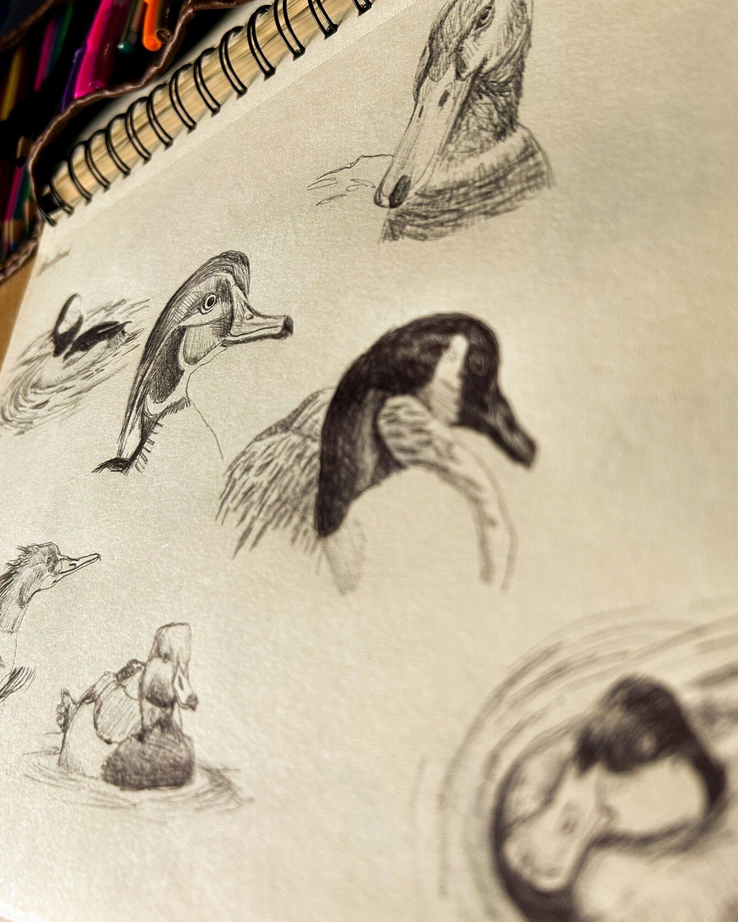 Couple few rough ducks. 

Can you name them all? 👀