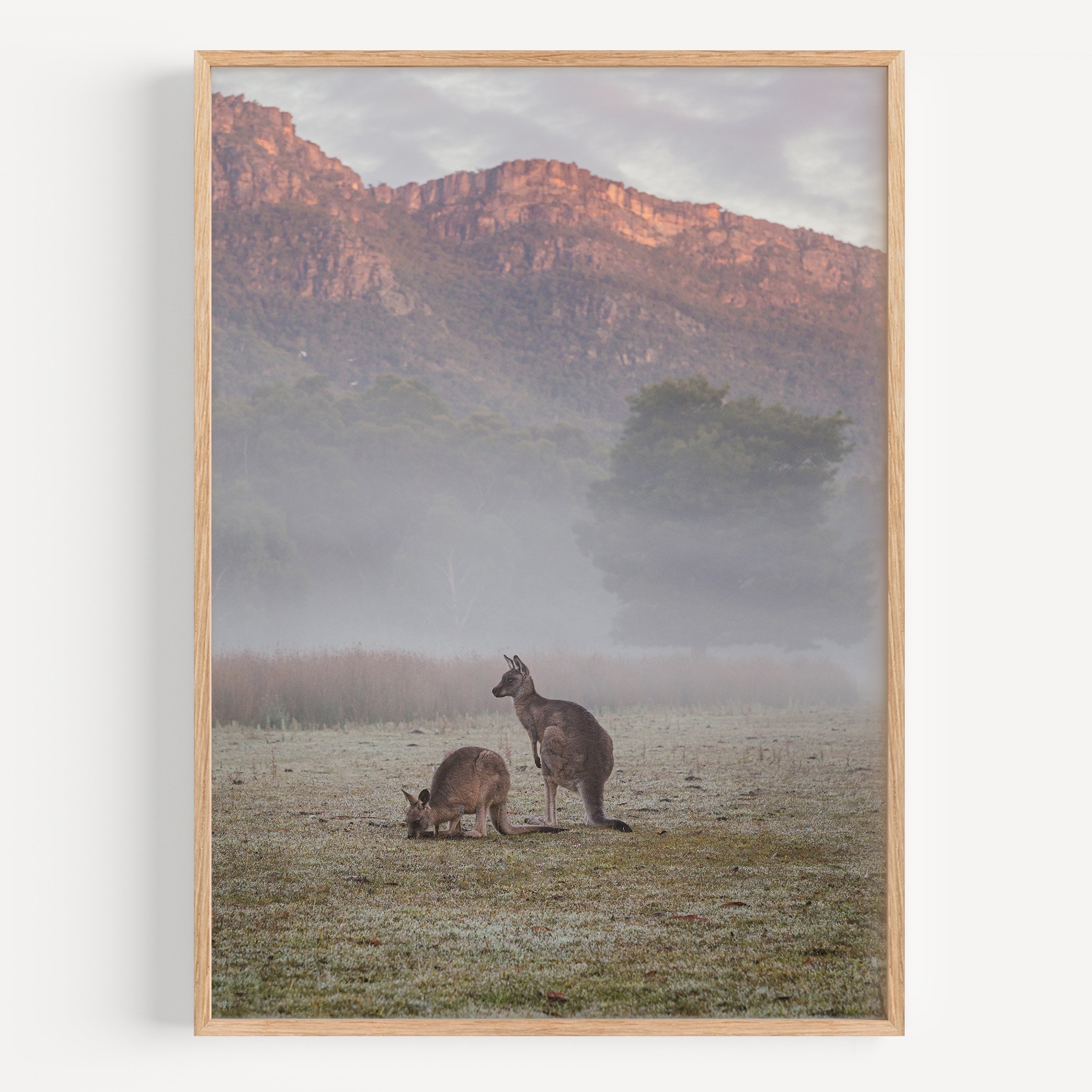 Halls Gap Kangaroos mock.jpg