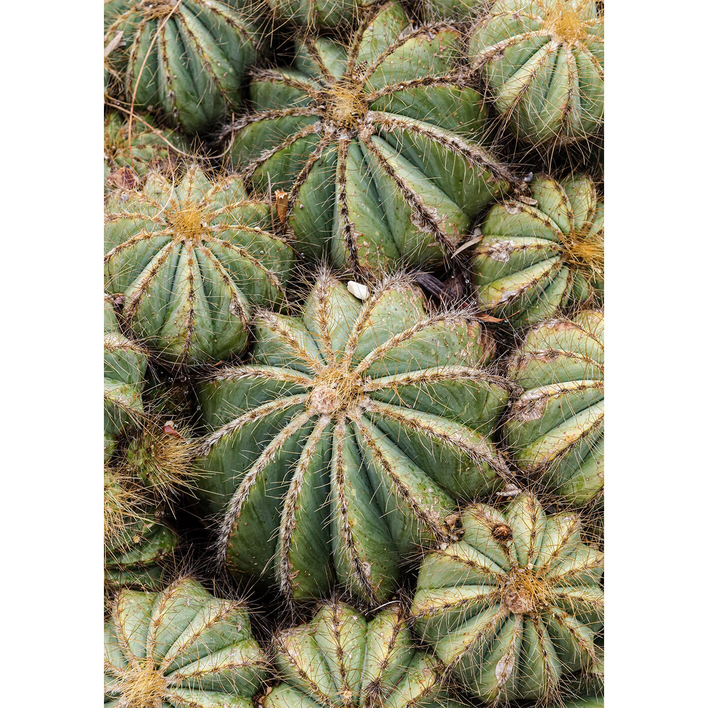 Barrel Cactus Square.jpg