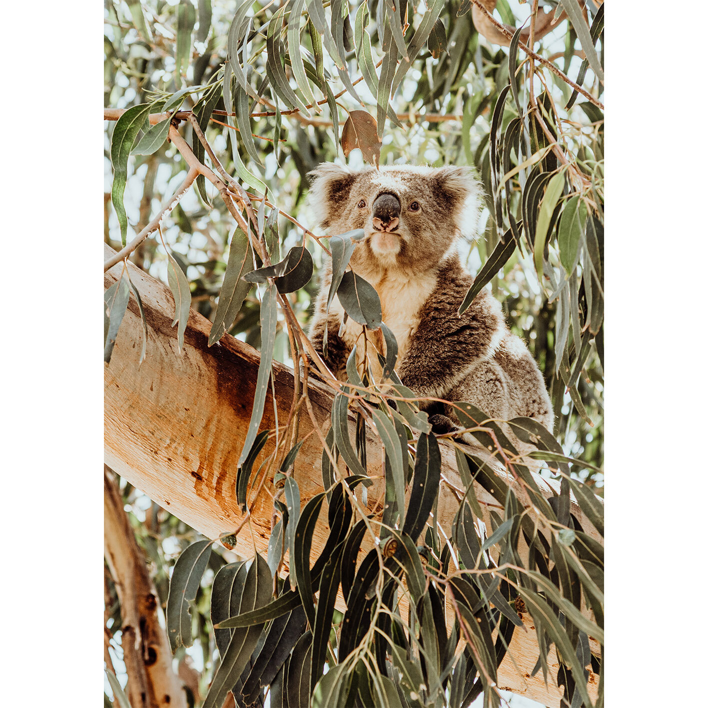 koala square.jpg