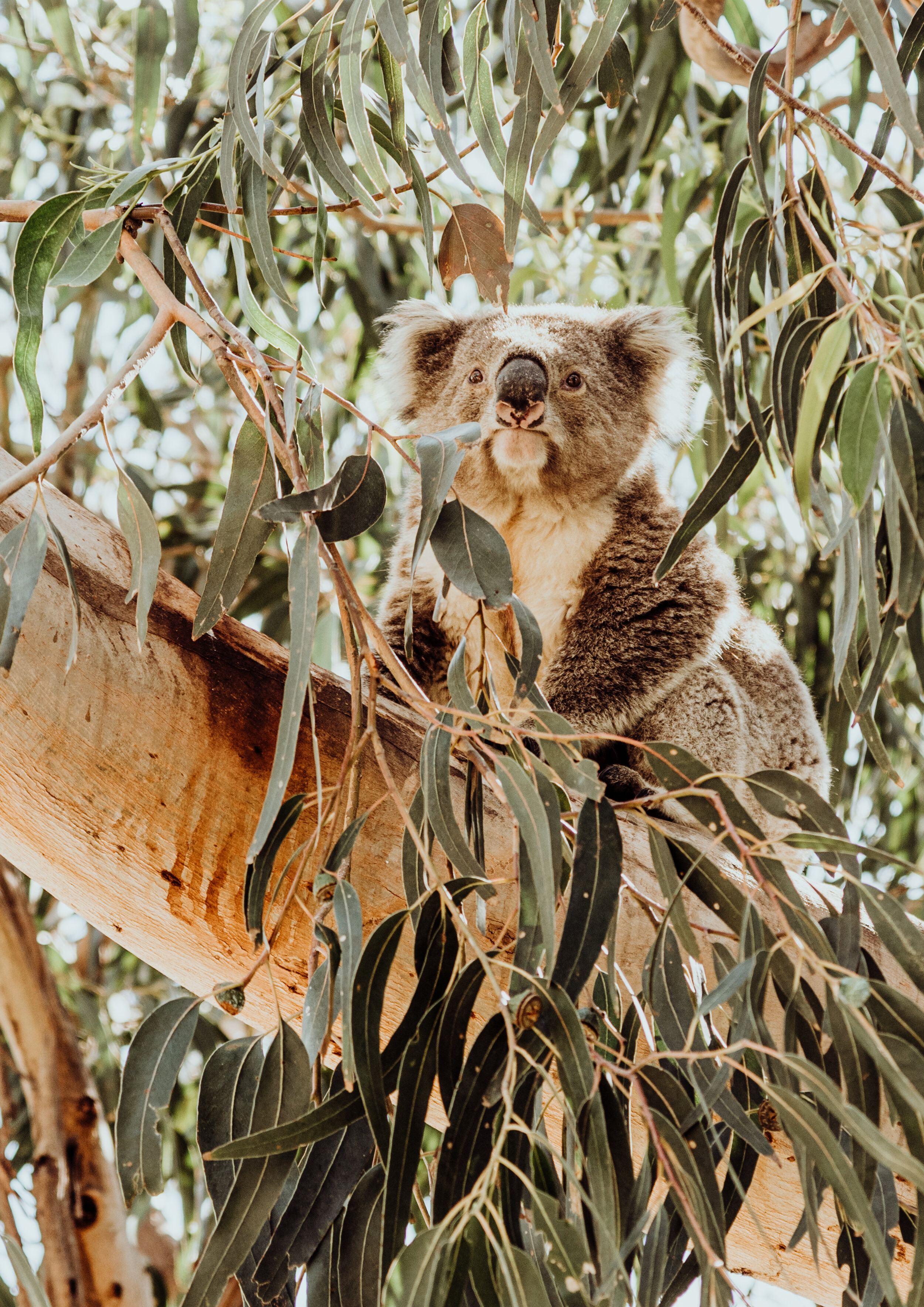 Koala A Size Print.jpg