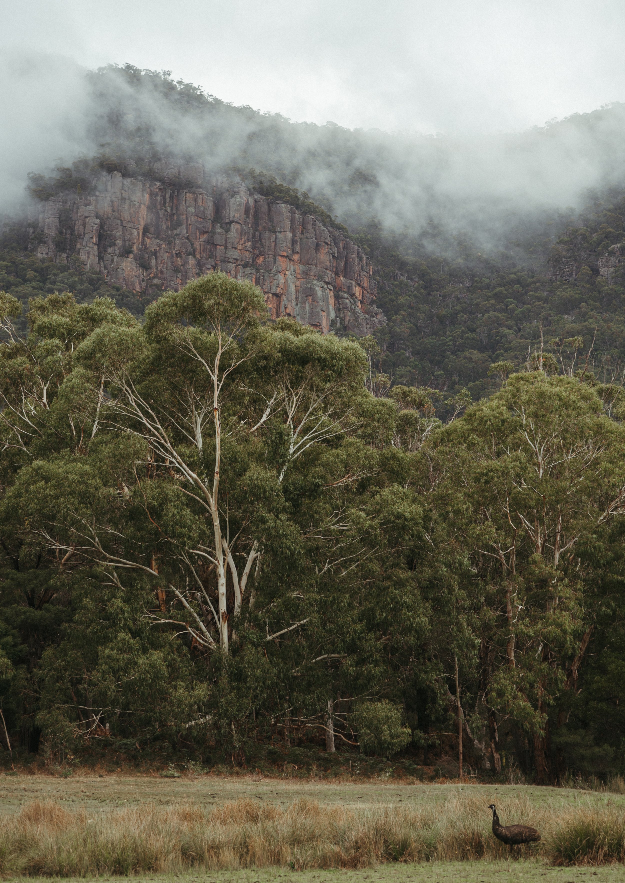 Emu in the Grampians Print.jpg