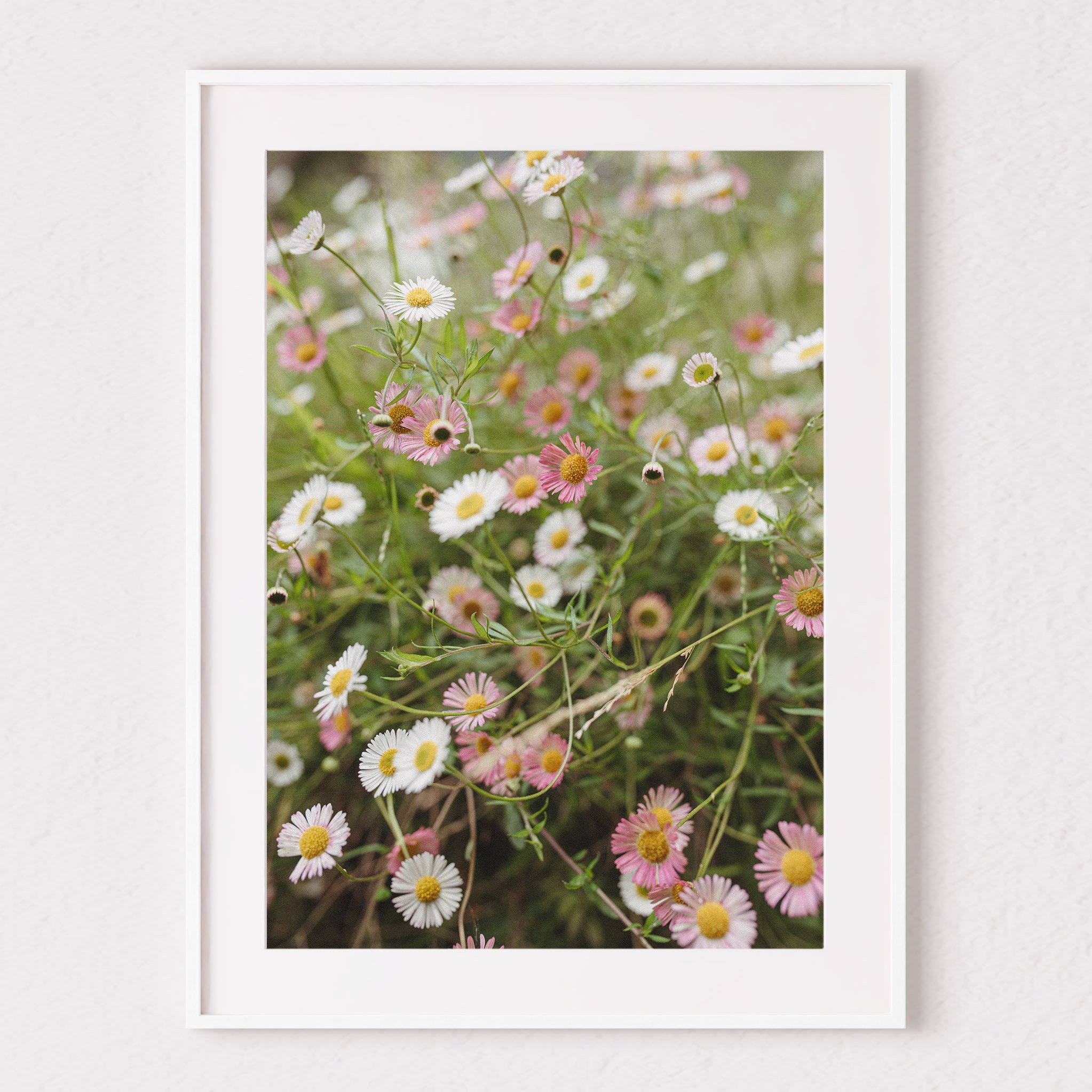 seaside daisy mock.jpg