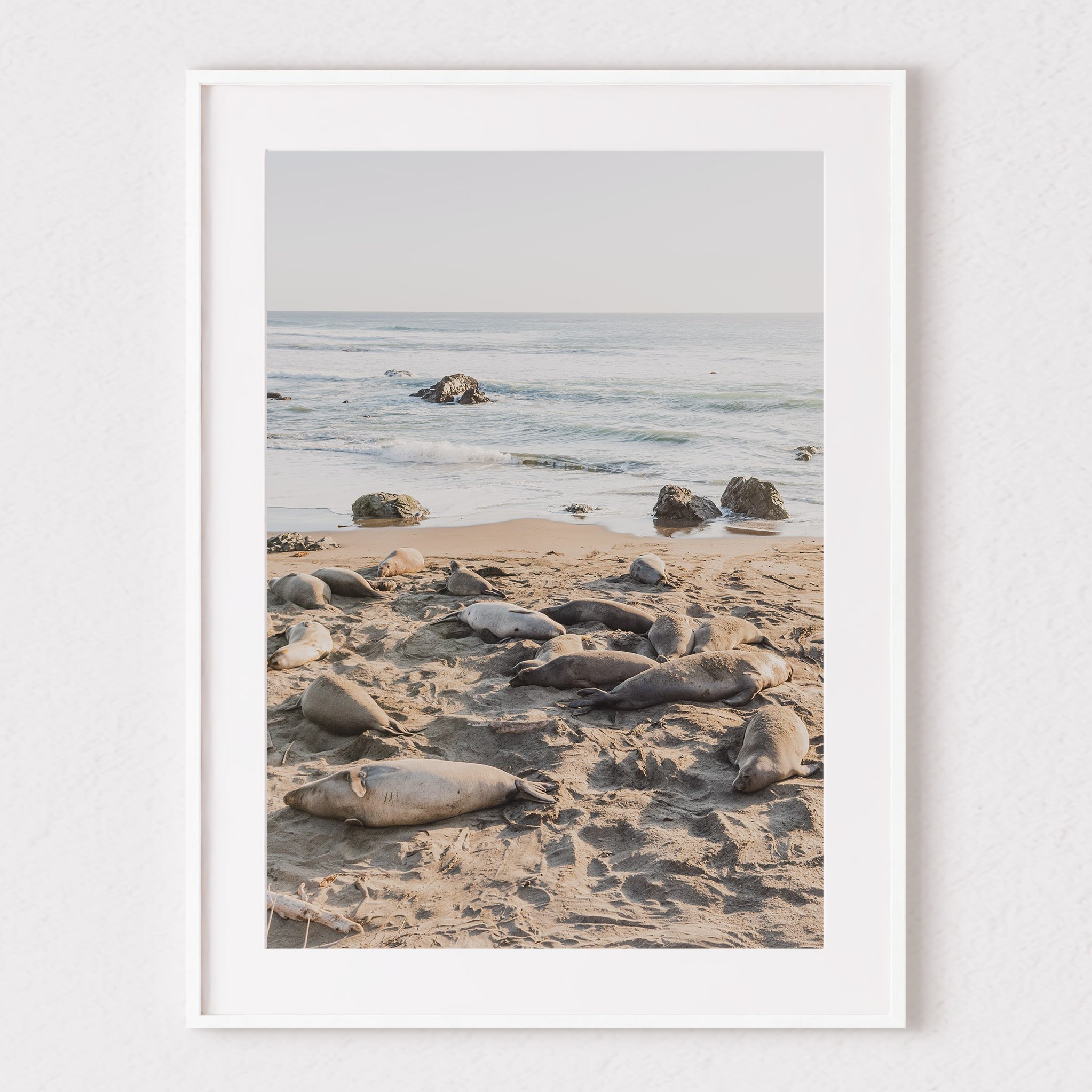 san simeon elephant seal mock.jpg