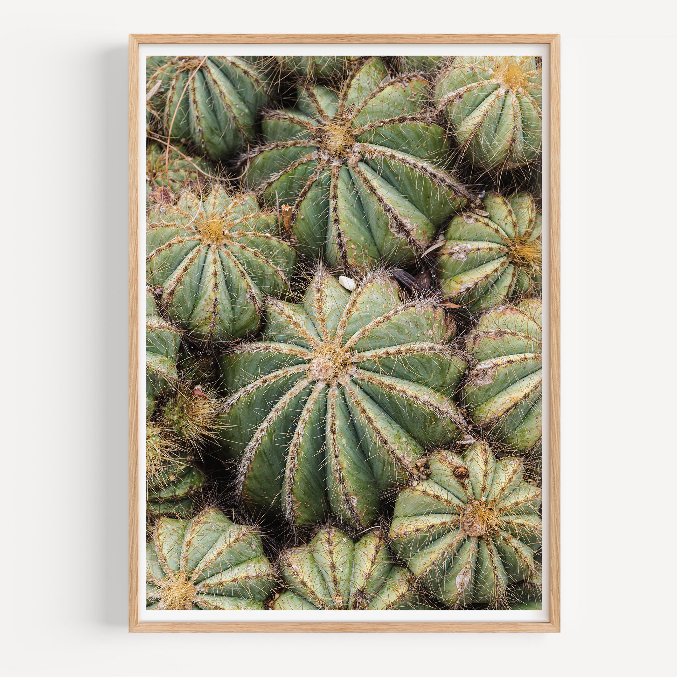 Barrell Cactus wood mock.jpg