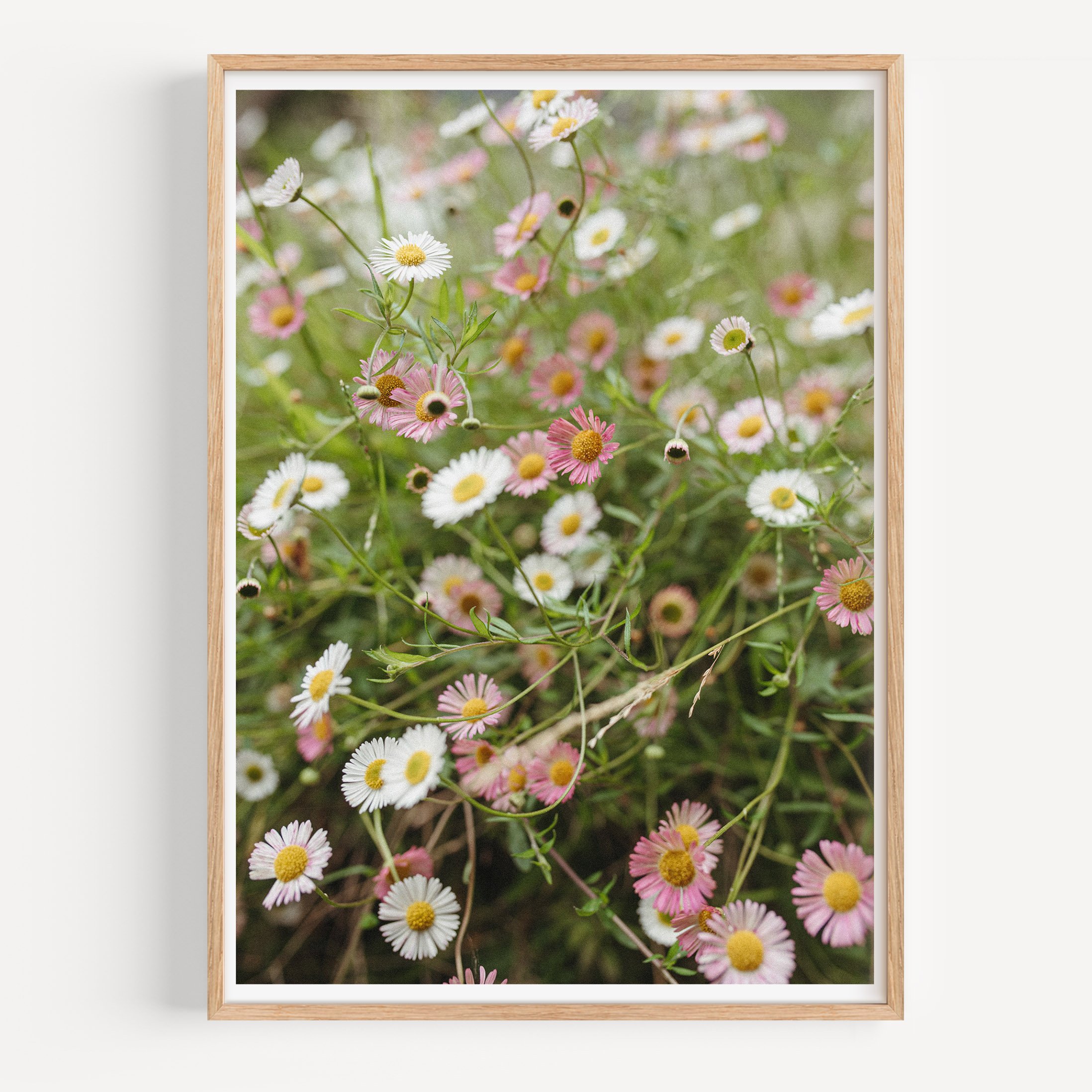 seaside daisy mock wood.jpg