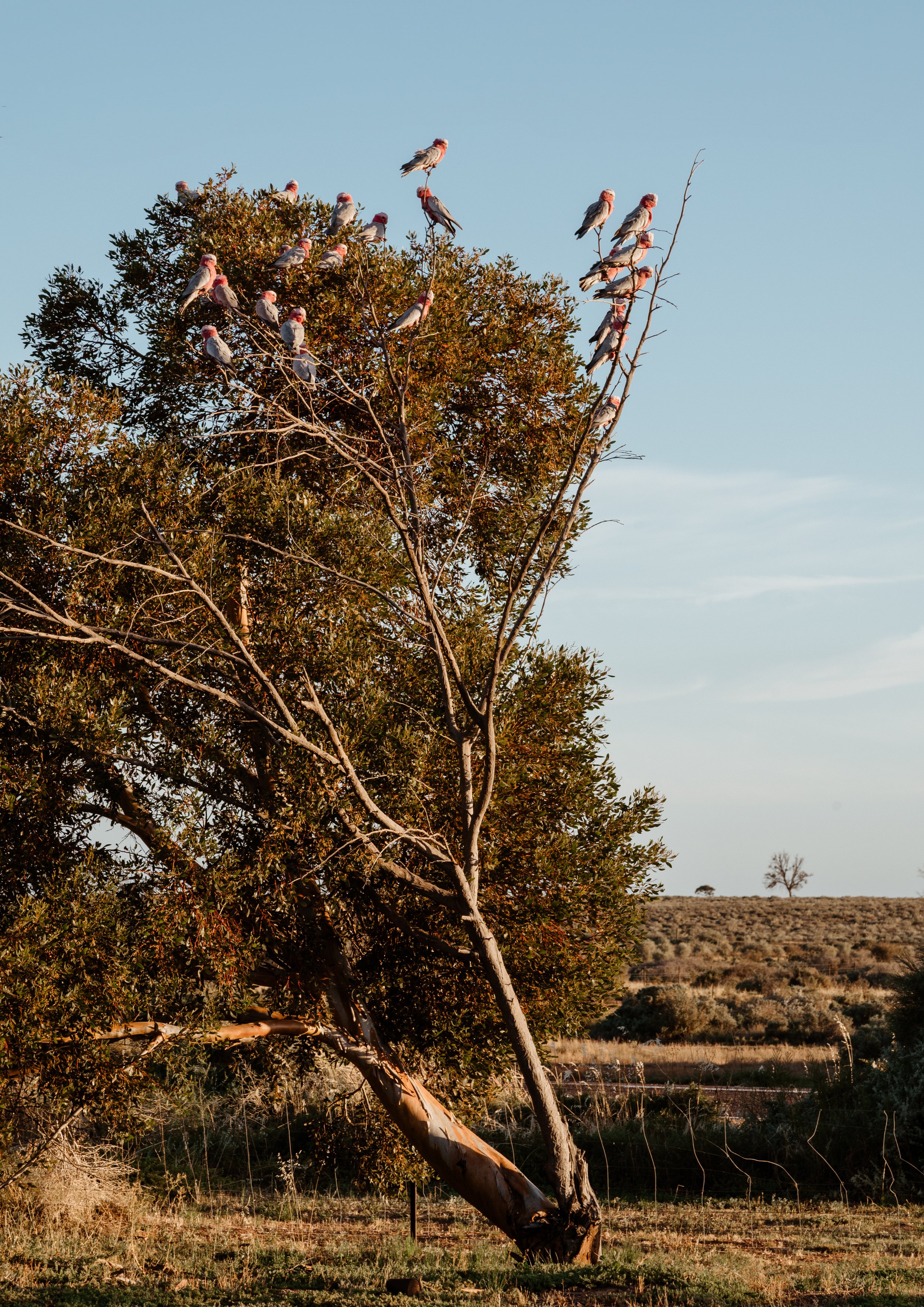Galah Gangs.jpg