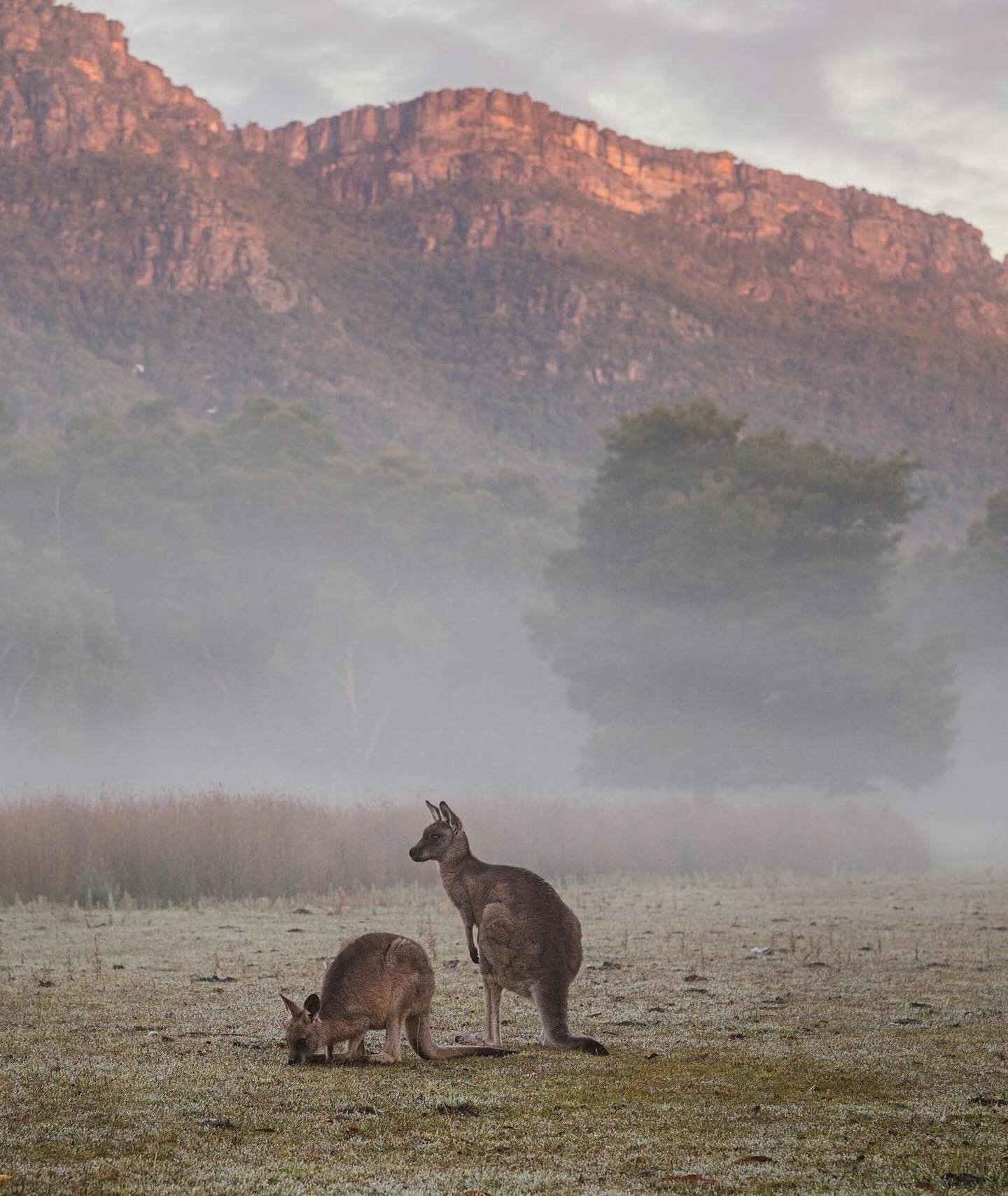 When you roll out of your camper for an early morning toilet run and come face to face with this view and need to race back to get your camera!! Love camping in the Grampians! 

#kangaroos #hallsgap #grampians #thegrampians #grampiansnationalpark #vi