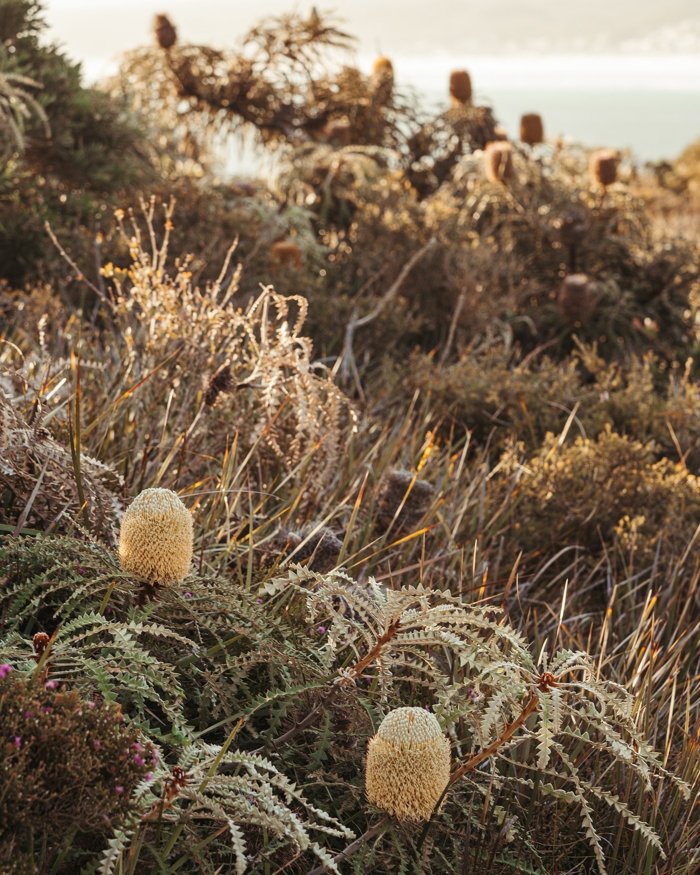 Obsessed with these Showy Banksias on the Southern coast of WA&hellip; 

#showybanksia #banksia #esperance #banksiawallprints #landscapephotographer #westernaustralia #southwest #australianflora #wallartprints
