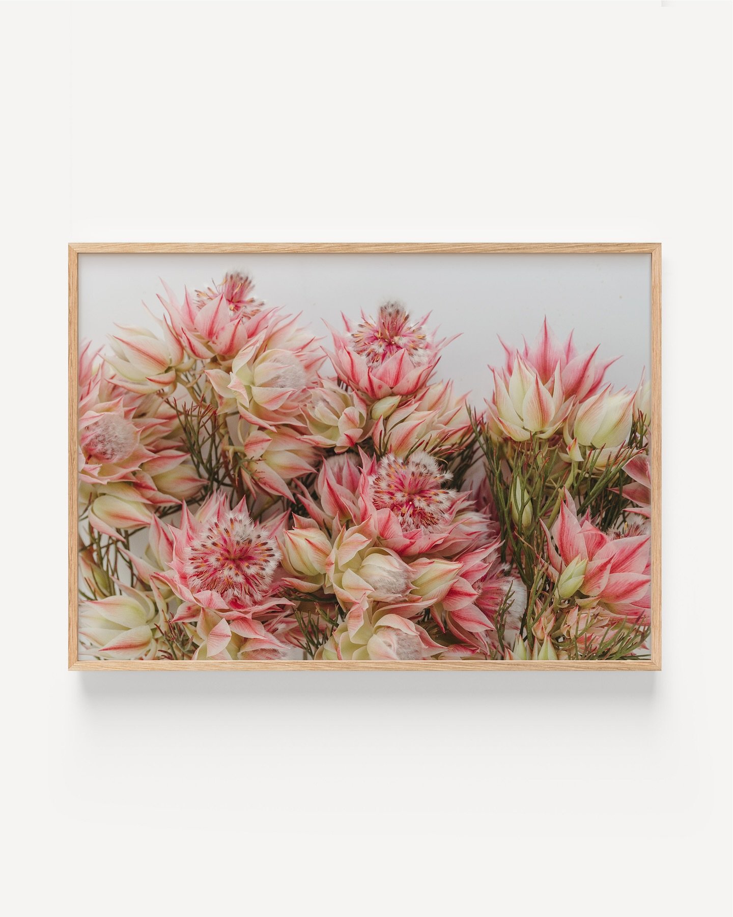 Mother&rsquo;s Day is almost here&hellip; so how about some flowers? I love flowers, but I particularly love the ones that won&rsquo;t wilt, so I can stare at them every day 😜

#wallartprints #flowers #blushingbride #blushingbrideprotea #photography