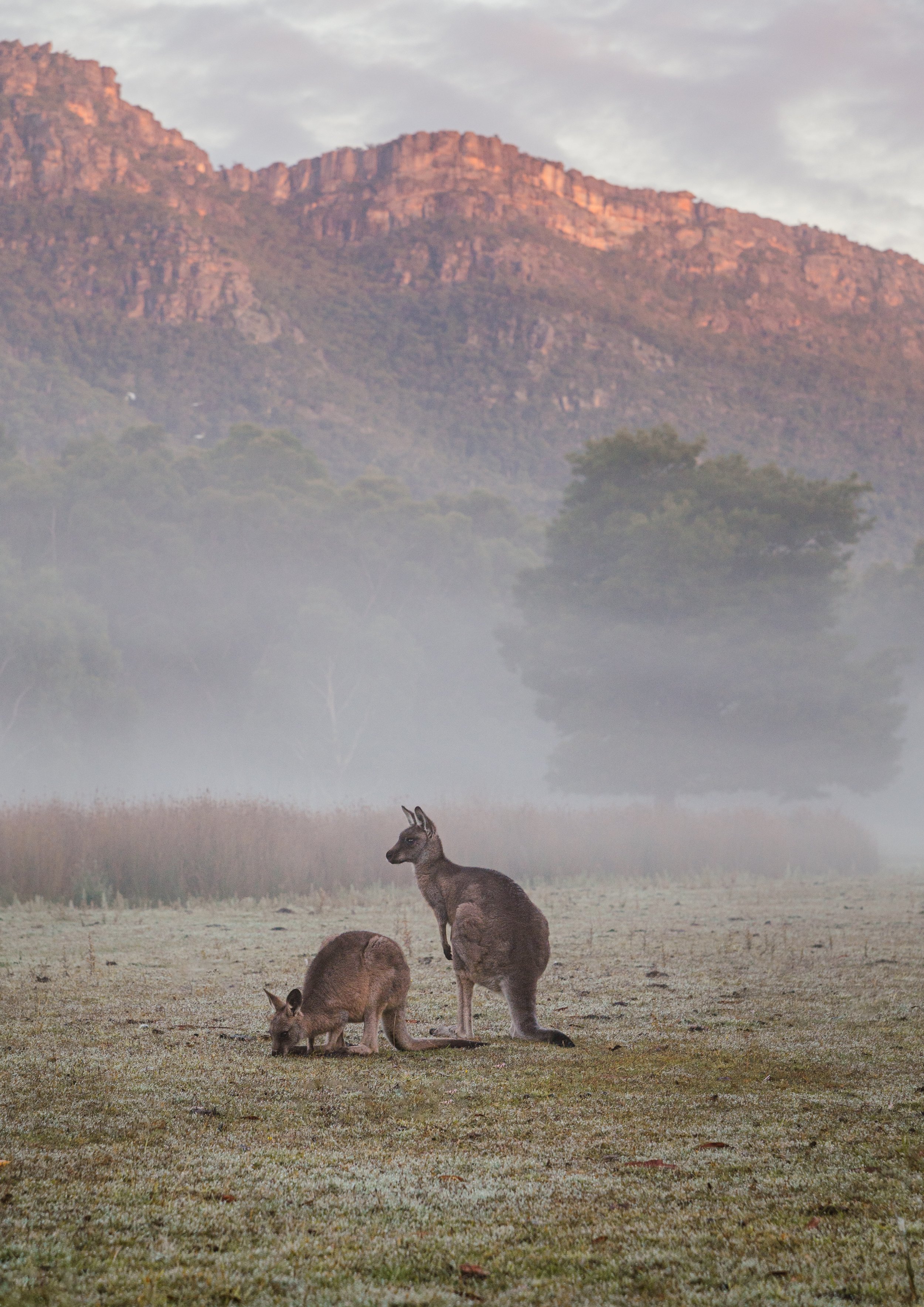 Halls Gap Foggy Kangaroos.jpg