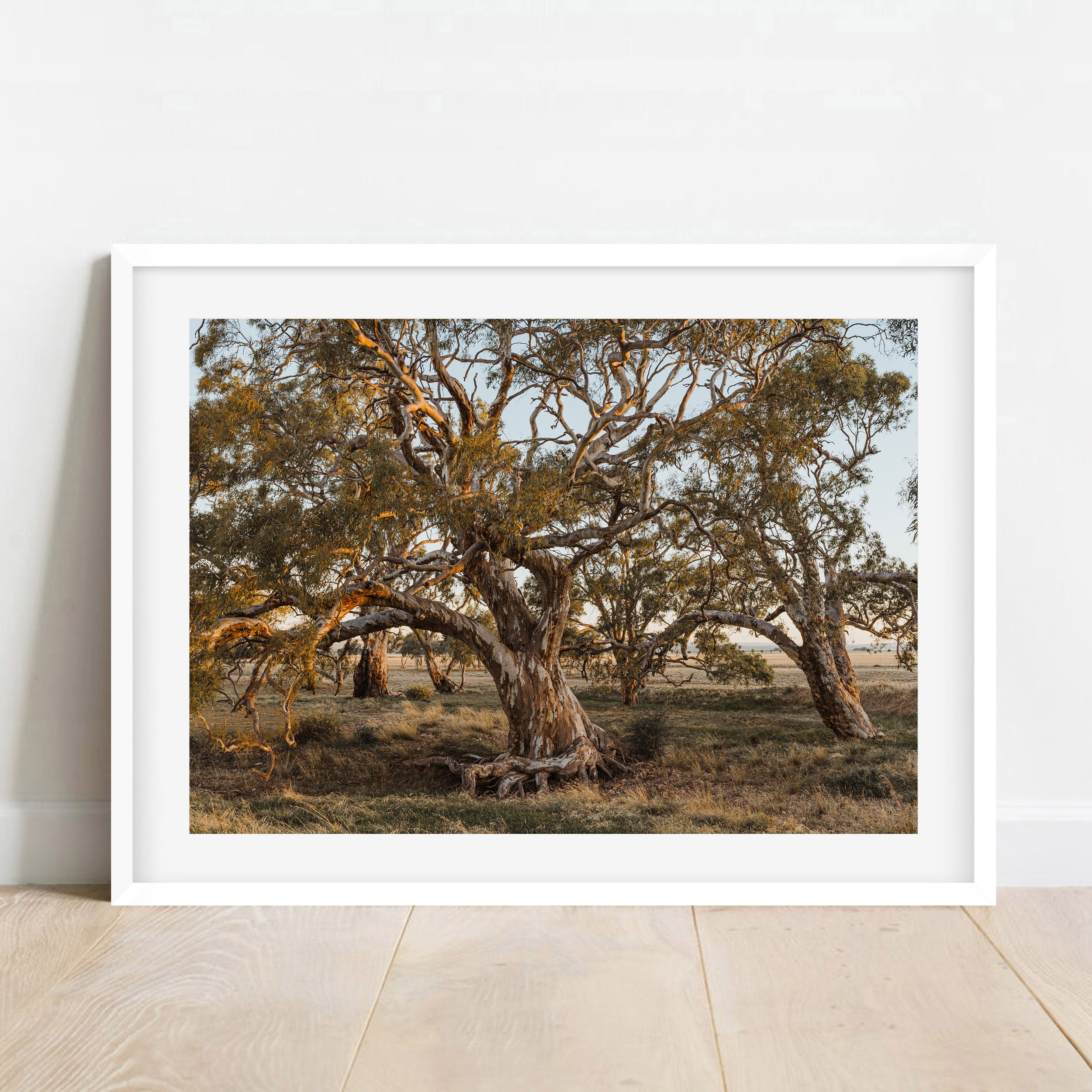Bush Sunset SA.jpg