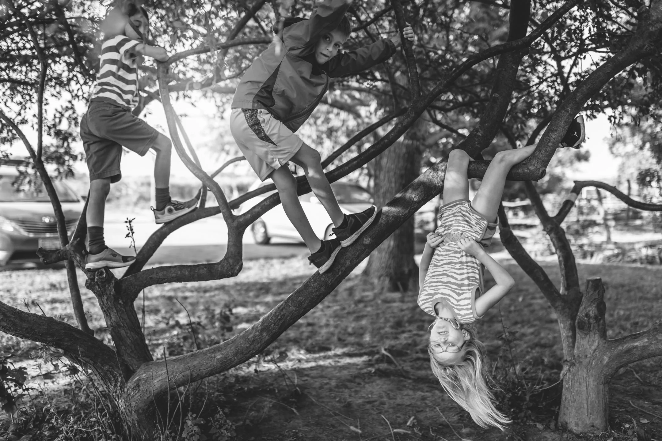 A black and white image of one child hanging upside down from a tree and two other children climbing outside in elementary school at Prairie Moon Waldorf School. .