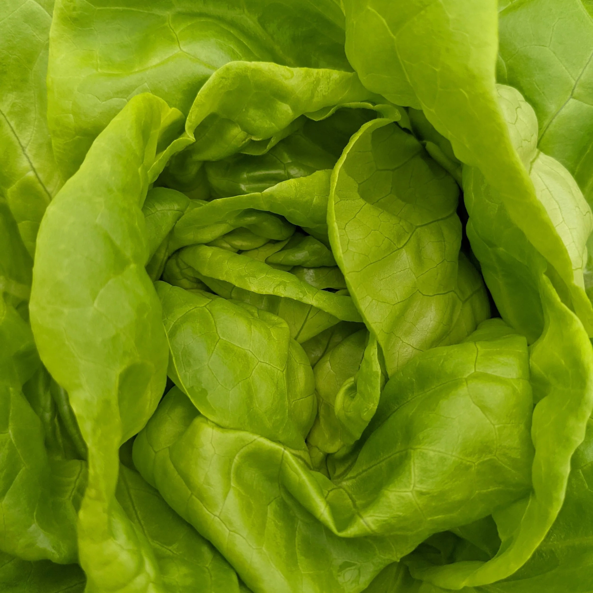 Green Vs Ruffly Ruffly Green Lettuce — Monteleone Gardens Hydrofarm