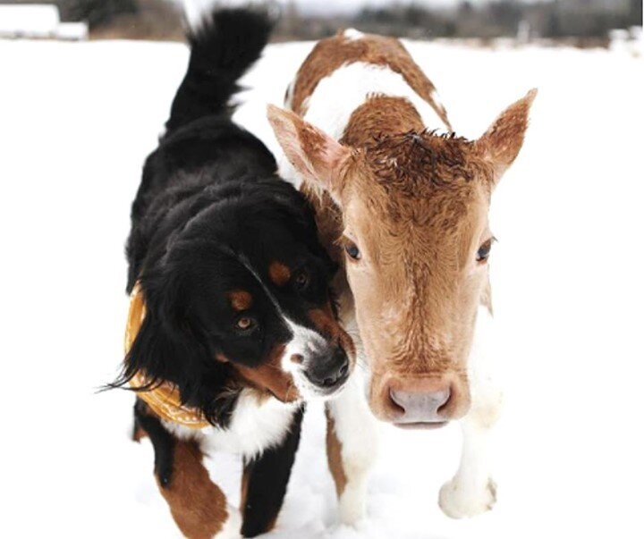 Happy #FarmDogFriday 🐶 Nothing like a best friend to keep you warm on a cold day. Ya'll stay warm out there 🔥
.
.
.
Photo credit 📸 micromountaindog 
#Trellisinc #Farming #Ranching #Agriculture #IoT