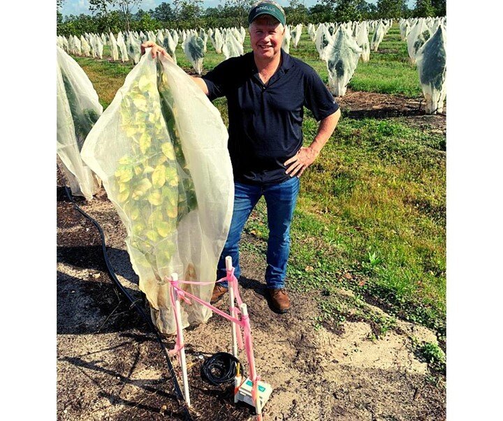 It's #TrellisTuesday 🌻 Pete is down in the #Florida #GrapeFruit #Orchards installing #Trellisinc sensors to help them #GrowMoreUseLess 🍈🚿 The trees are wearing masks just like us to help prevent disease.
.
.
.
#Farming #IoT #IrrigationManagement #