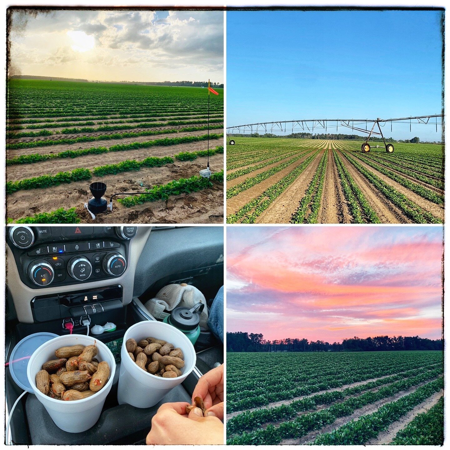 Happy National Peanut Lovers Day! We're one day late, but we're big peanut fans here at Trellis! 🙋&zwj;♂️🙋&zwj;♀️Here are a few of our favorite peanut fields (and boiled peanuts!) from last year 🥜 #GeorgiaGrown #Peanuts #TrellisInc #IoT #AgTech