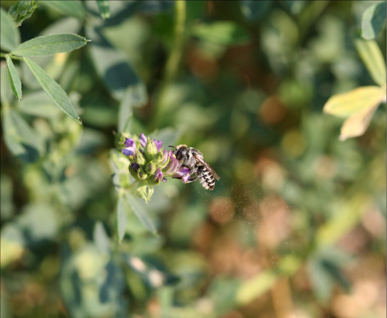 Alfalfa Leafcutter Bee