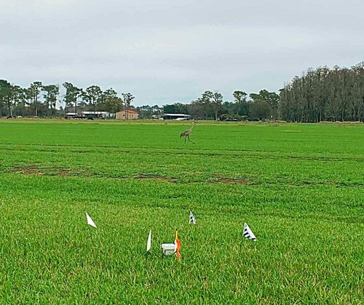 It's #MotivationMonday 💪 What's cooler than a #SandHillCrane 🐦 on a #SodFarm in #Florida with a #Trellisinc sensor helping to #GrowMoreUseLess 🍀🚿
.
.
.
#Farming #Irrigation #IrrigationManagement #IoT