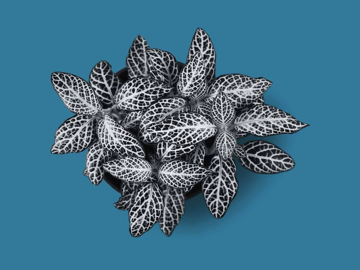 Innocent thought. Terrible idea. 