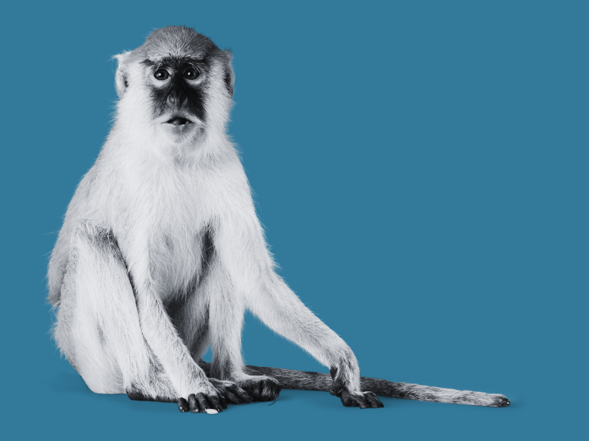 You can have your monkey back