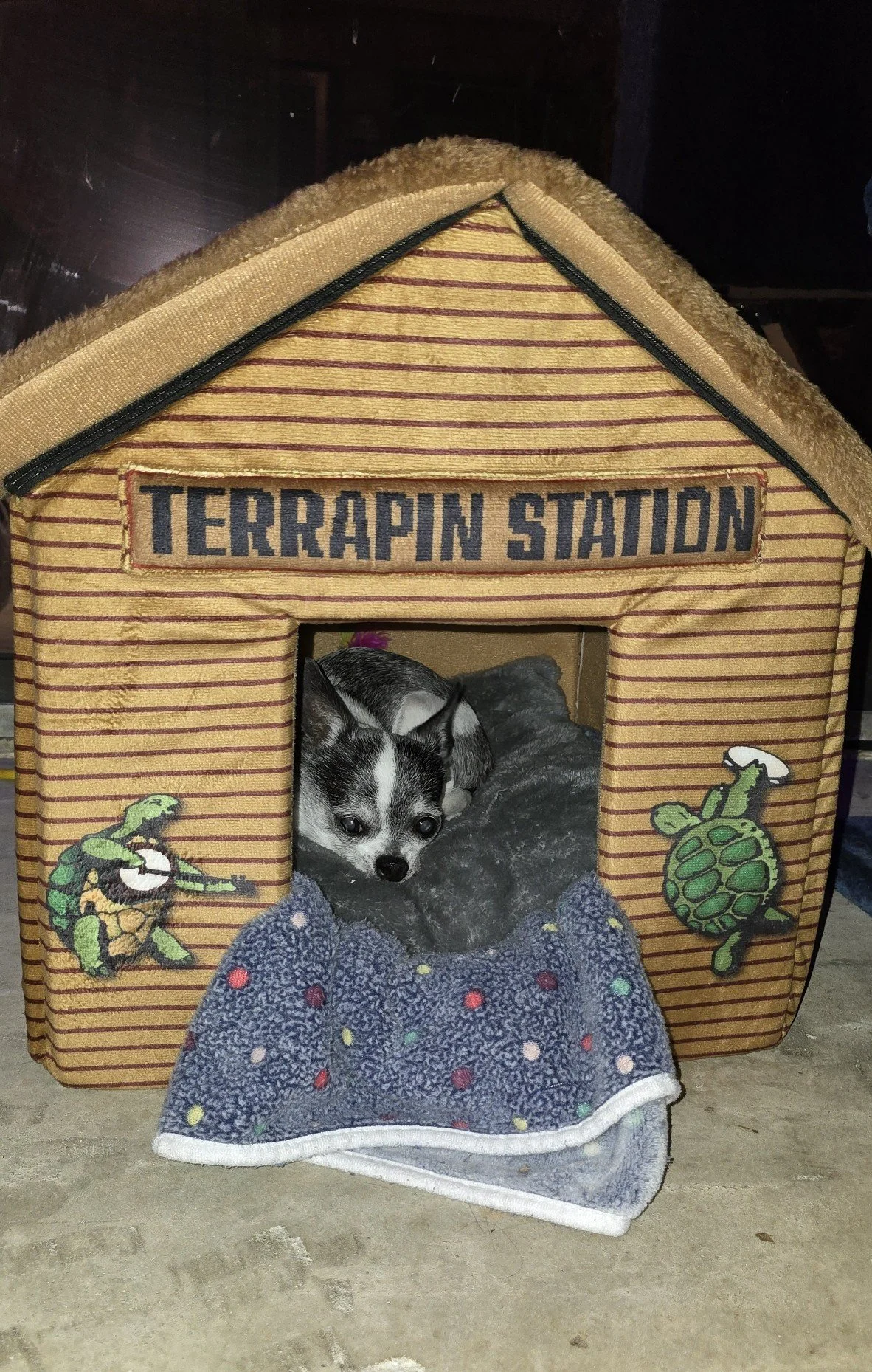 Cat House w Capone 2.jpg
