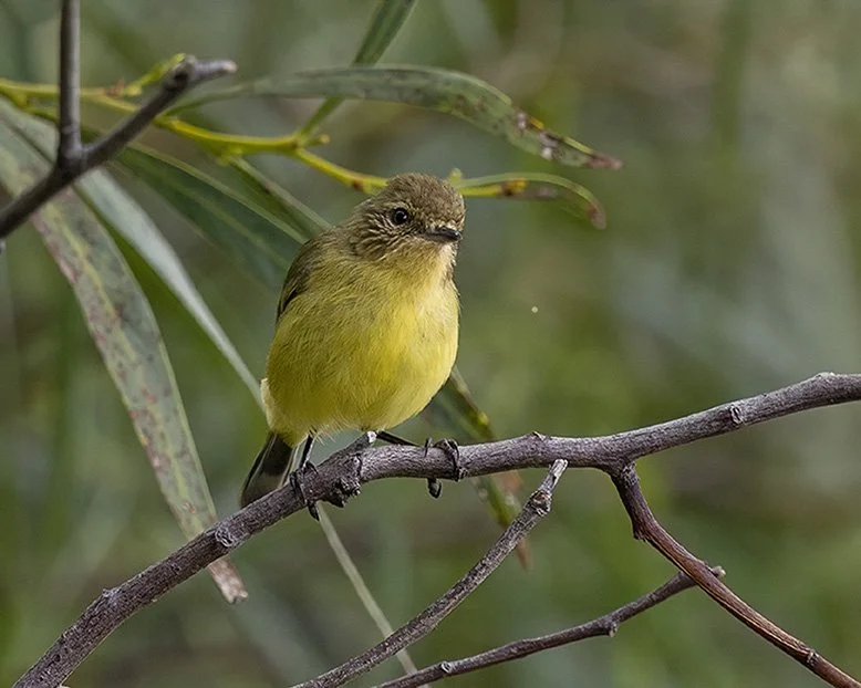 Yellow Thornbill