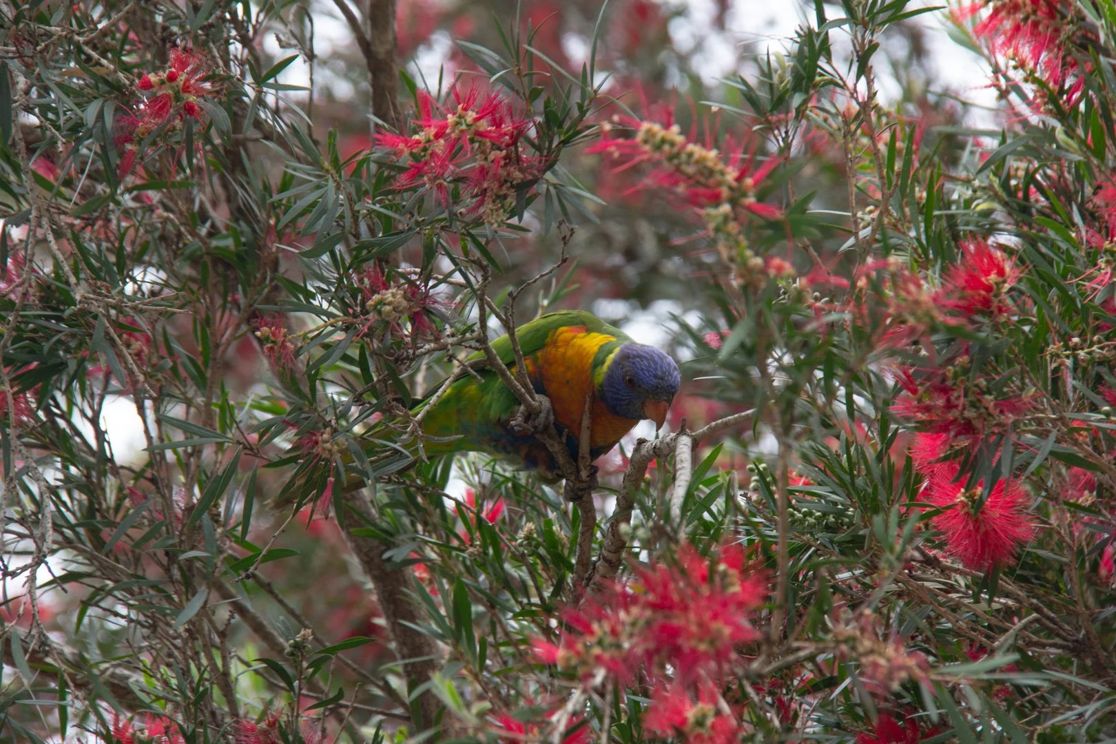 24011_Peeping Colour Bomb.JPG