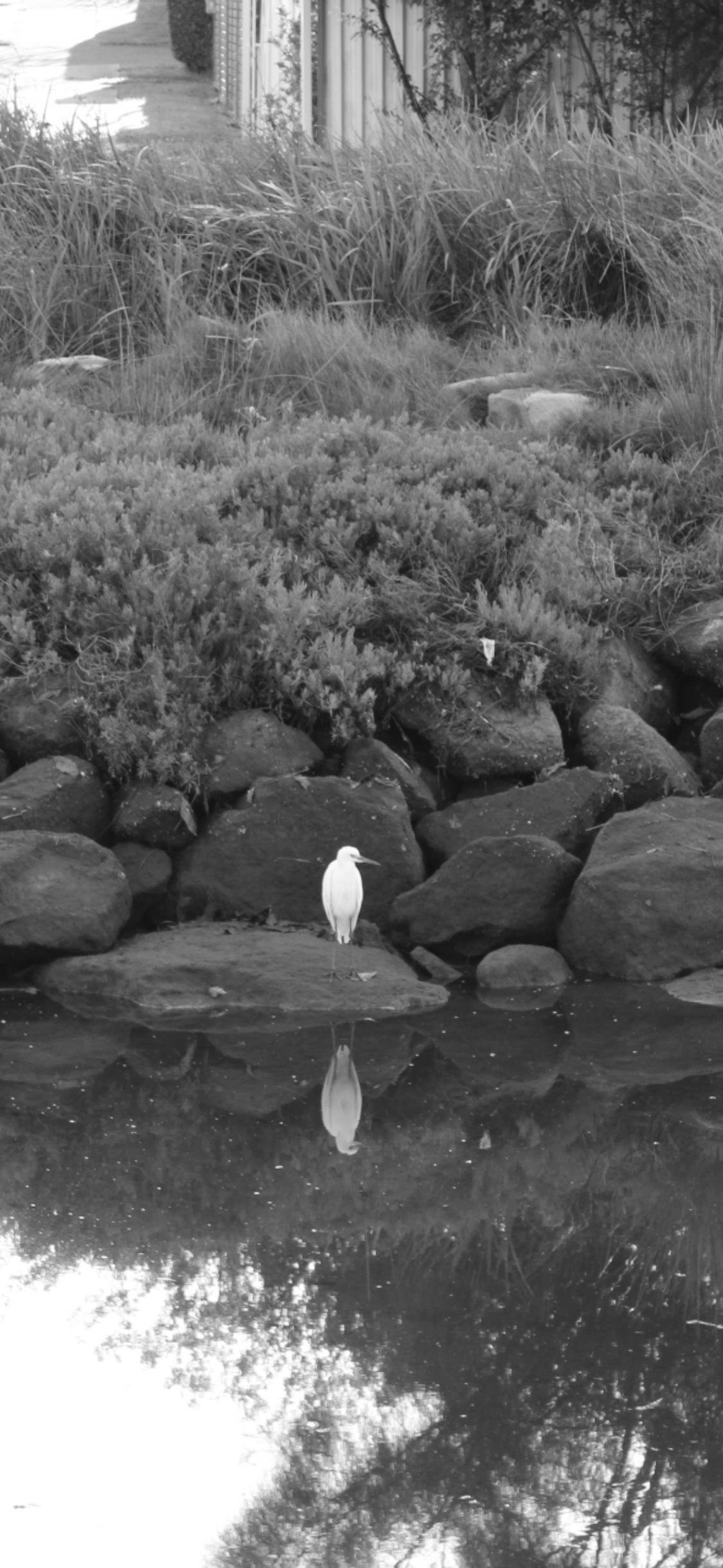 24030_Contemplating Peacefully.JPG