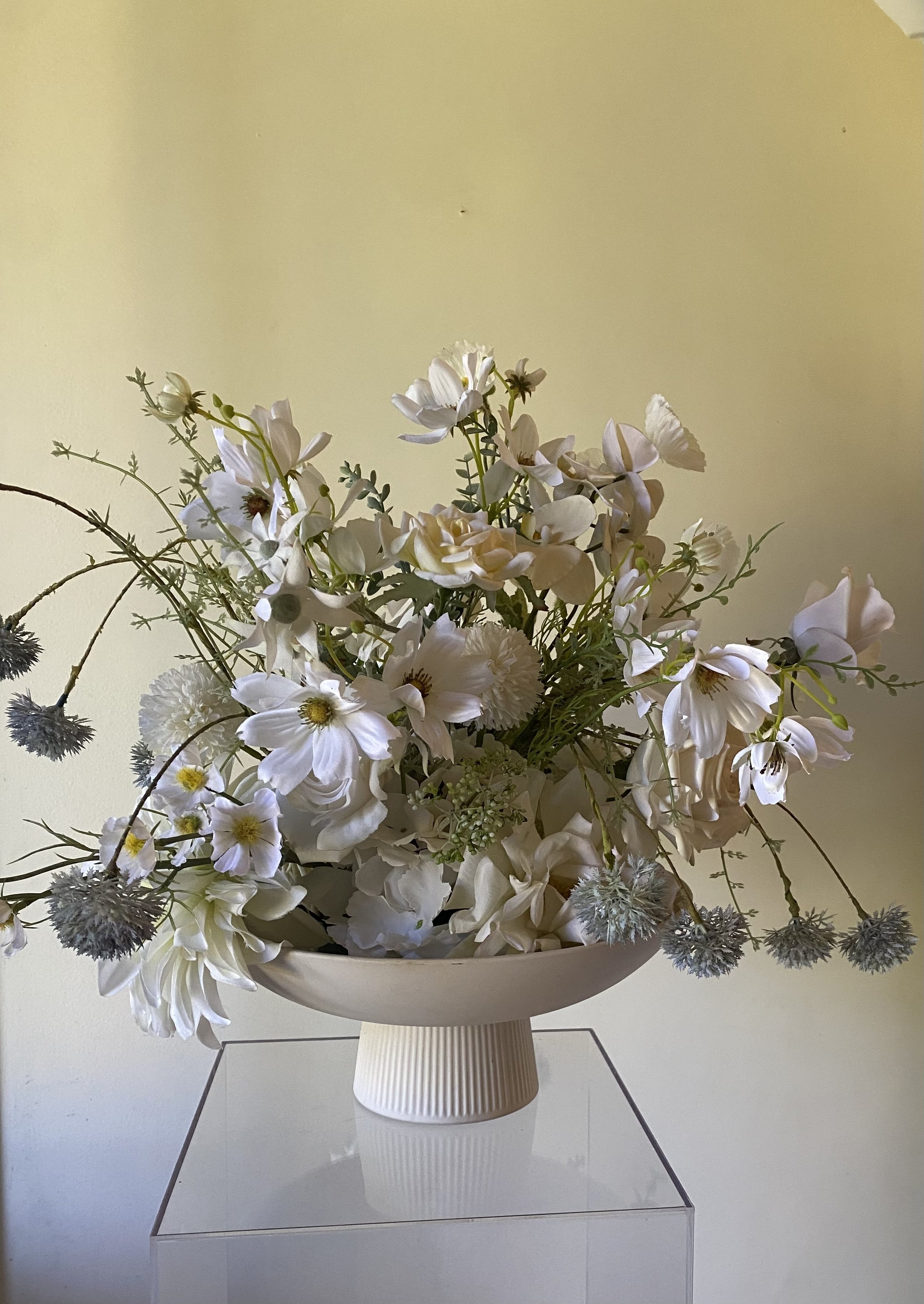 Silk white in robert Gordon.jpg