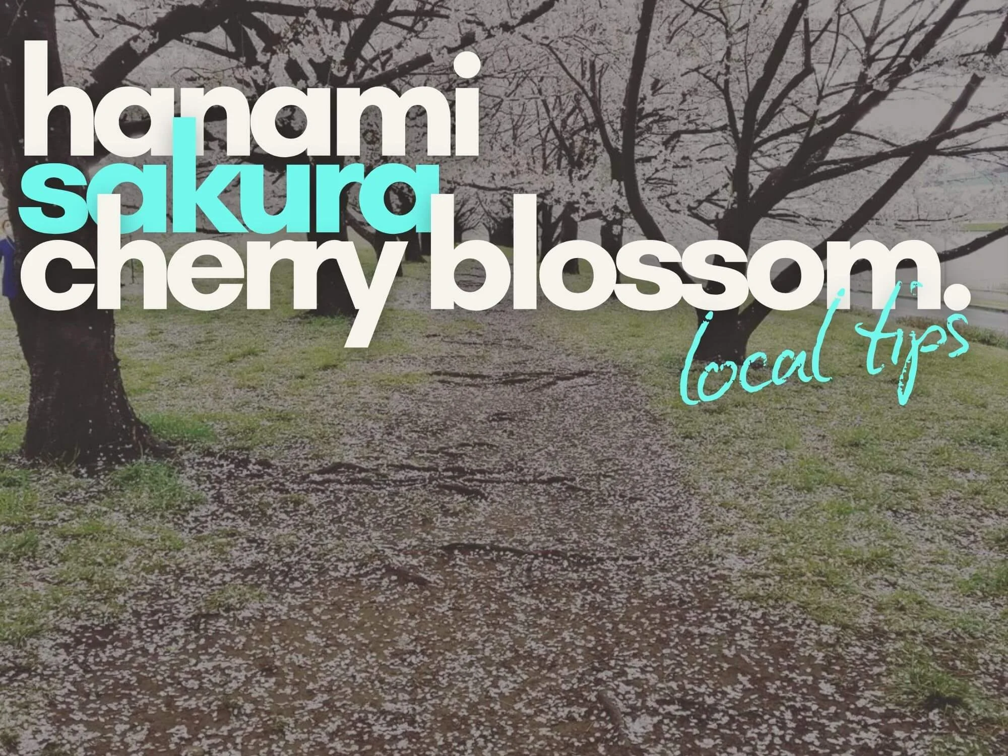 Cherry Blossoms In Tokyo: The Ultimate Guide (from a local)