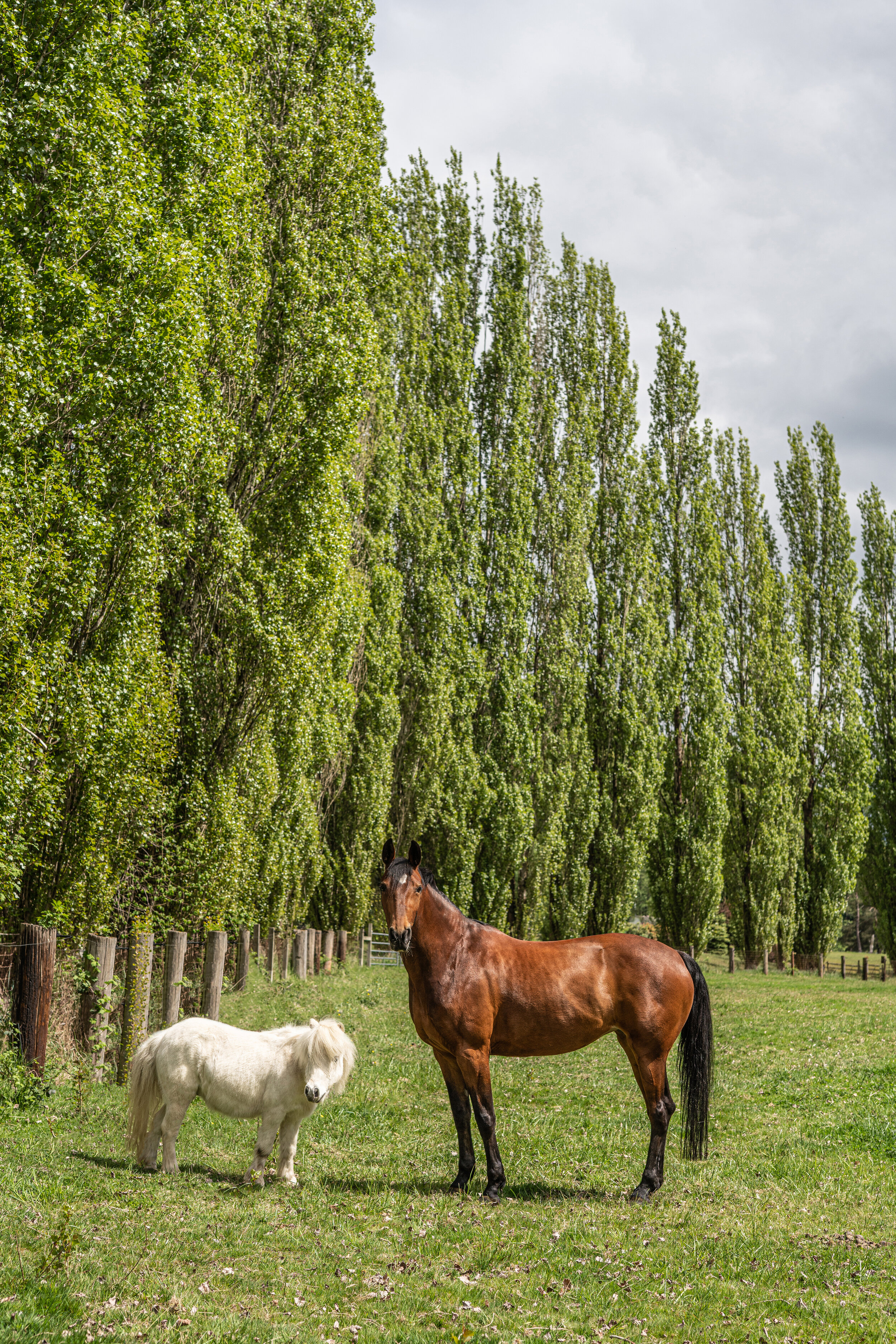 Herres-Farm-Pasture-Board